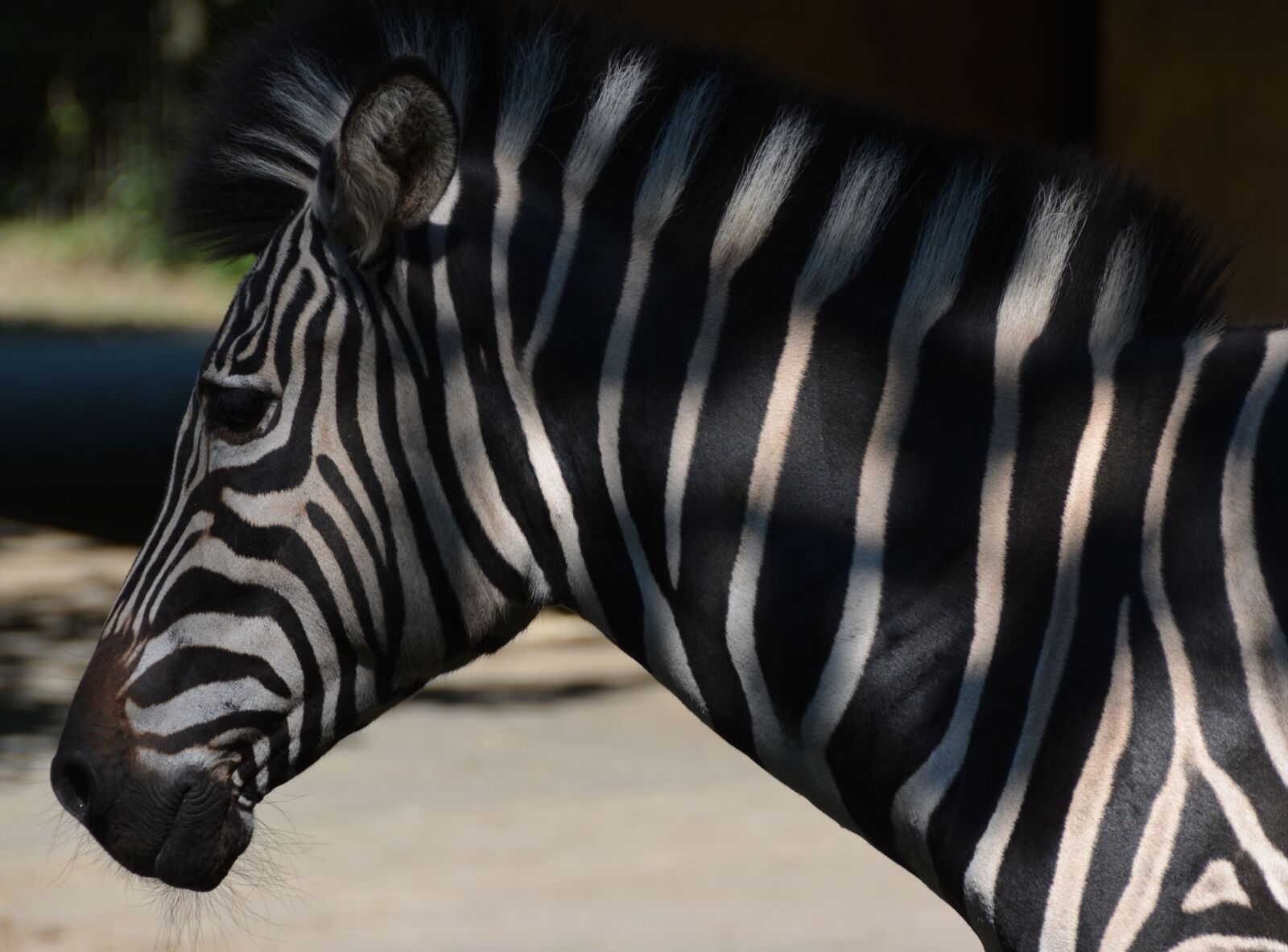 Nikon D7100 sample photo. Zebra, stripe pattern, zoo photography