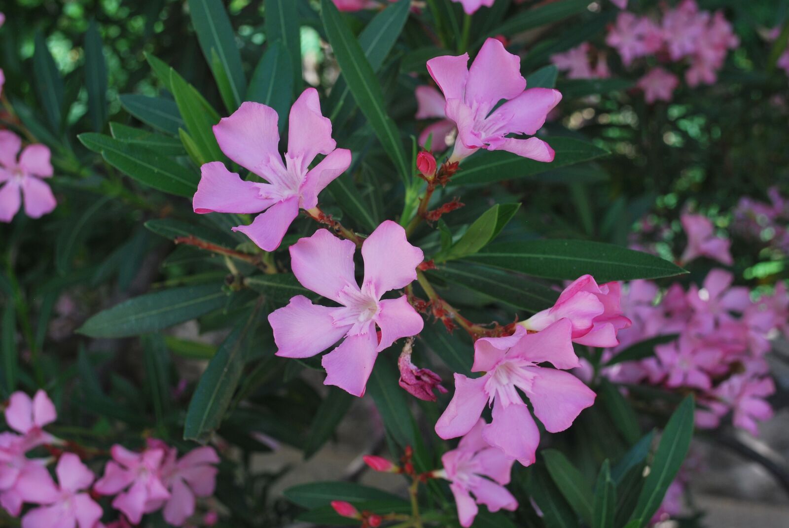 Nikon D60 sample photo. Flower, purple, laurier photography