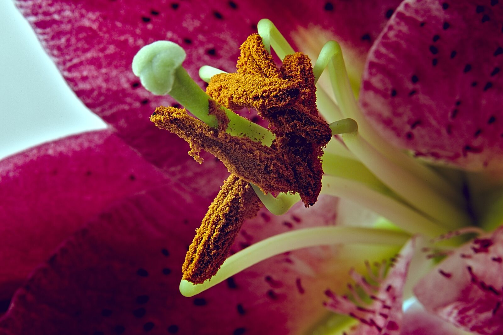 Canon EOS 6D Mark II sample photo. Lily, macro, pollen photography