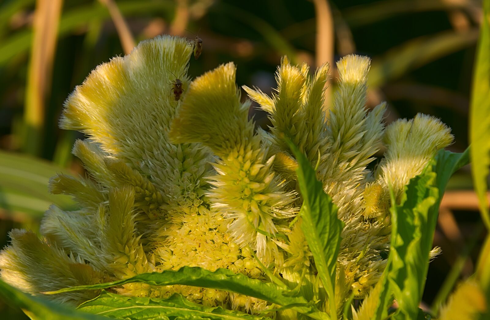 Nikon D3300 sample photo. Flower, yellow, hahnenkamm photography