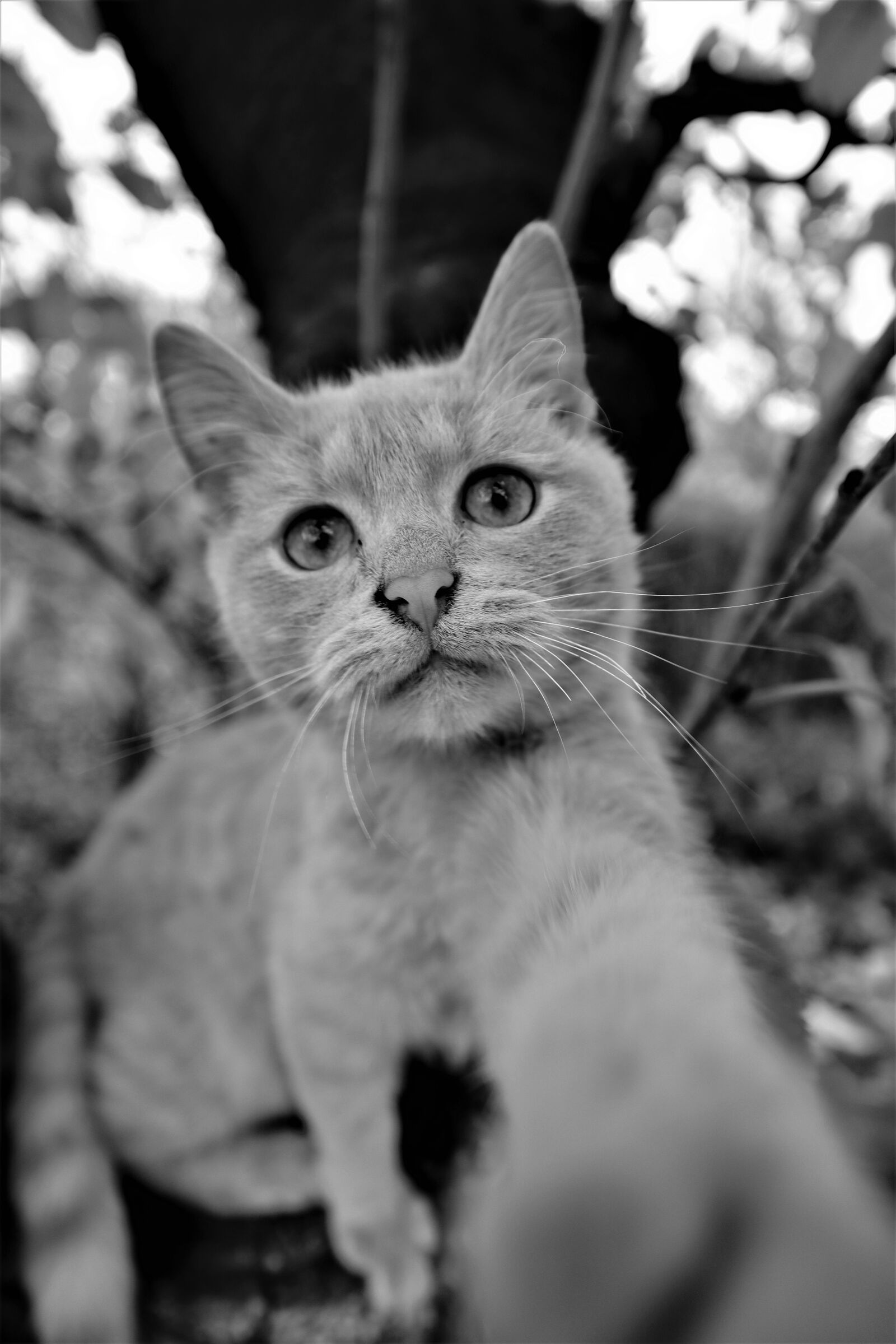 Canon EF-M 15-45mm F3.5-6.3 IS STM sample photo. Cat, kitten, pet photography
