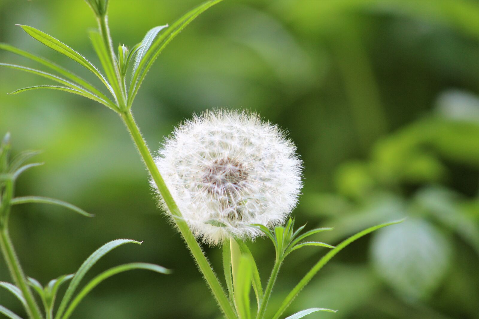 Canon EF75-300mm f/4-5.6 sample photo. Dandelion, forest, nature photography