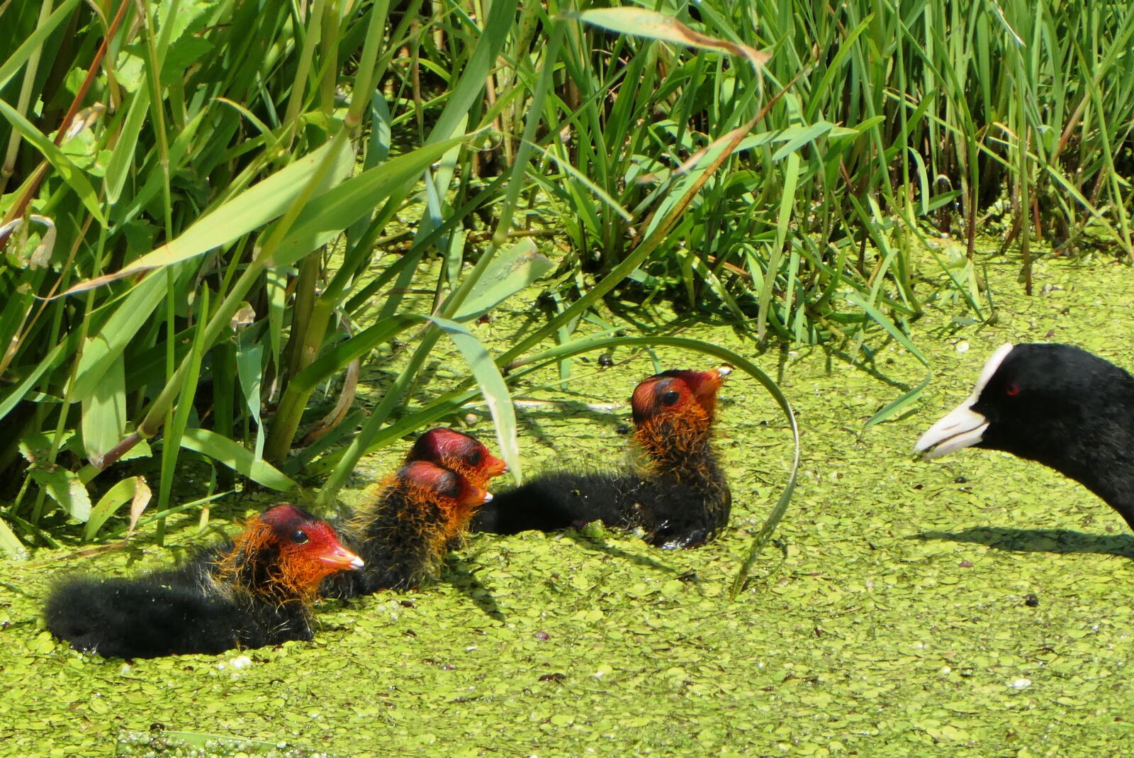 Panasonic Lumix DC-ZS70 (Lumix DC-TZ90) sample photo. Coot, young coots, fledglings photography
