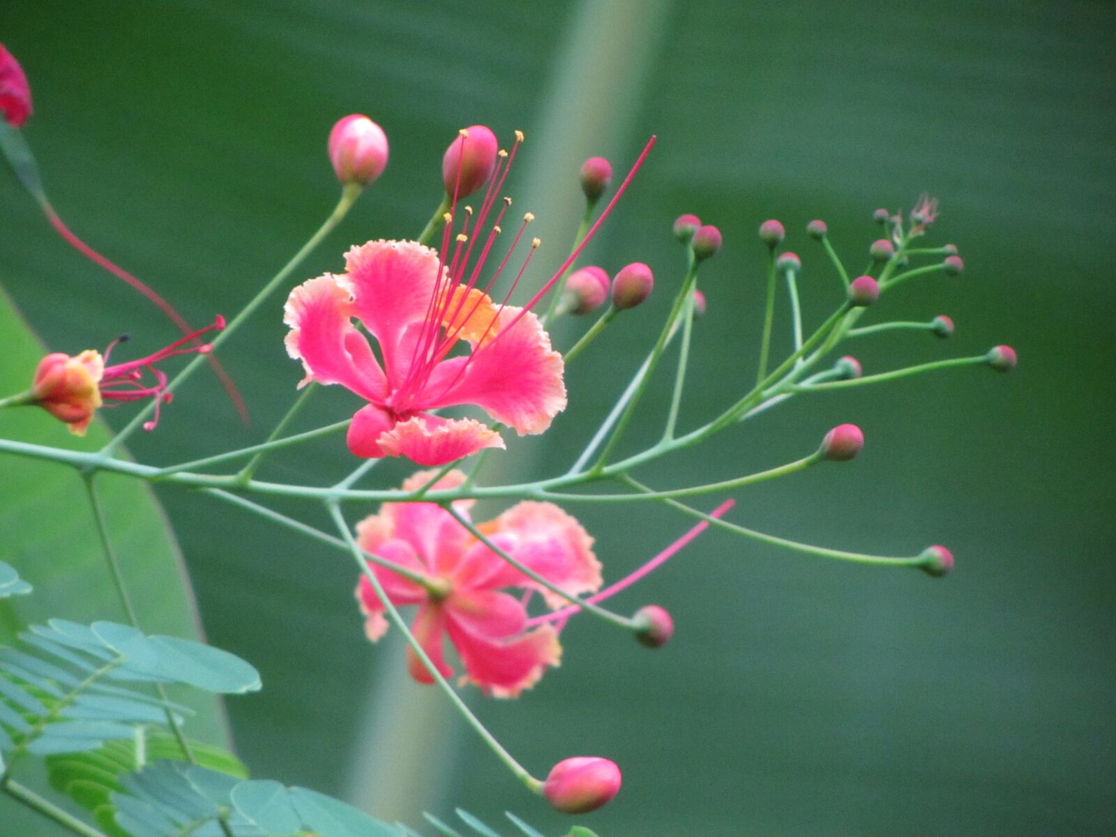 Canon PowerShot SX230 HS sample photo. Flower, pride of barbados photography