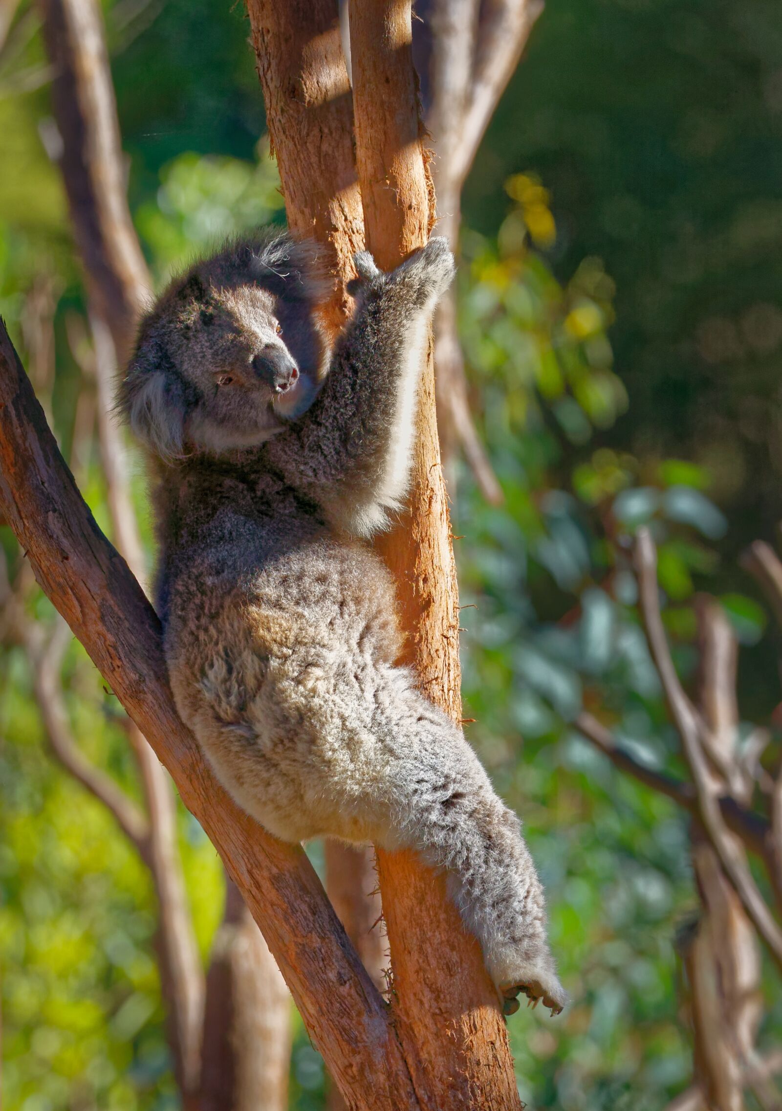 Canon EOS 5D Mark III sample photo. Koala, koala bear, animal photography