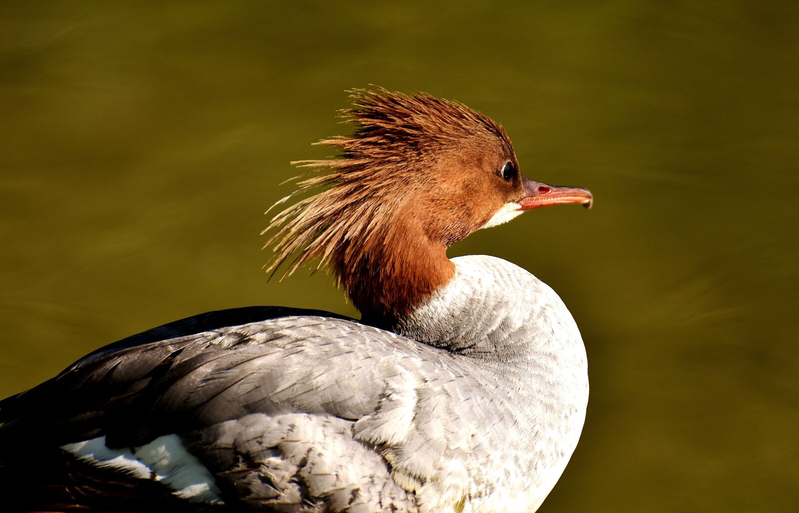 Nikon D7200 sample photo. Merganser, mergus merganser, duck photography