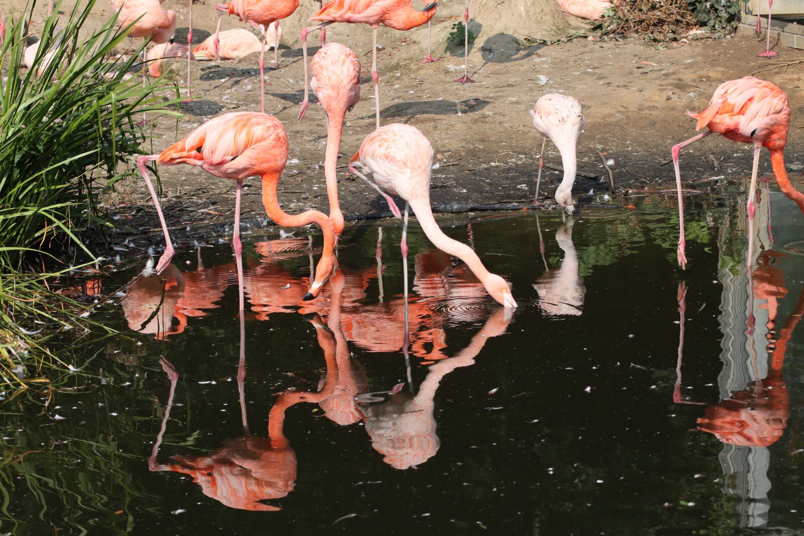 Canon EOS M50 (EOS Kiss M) sample photo. Flamingo, flamingos, lake photography