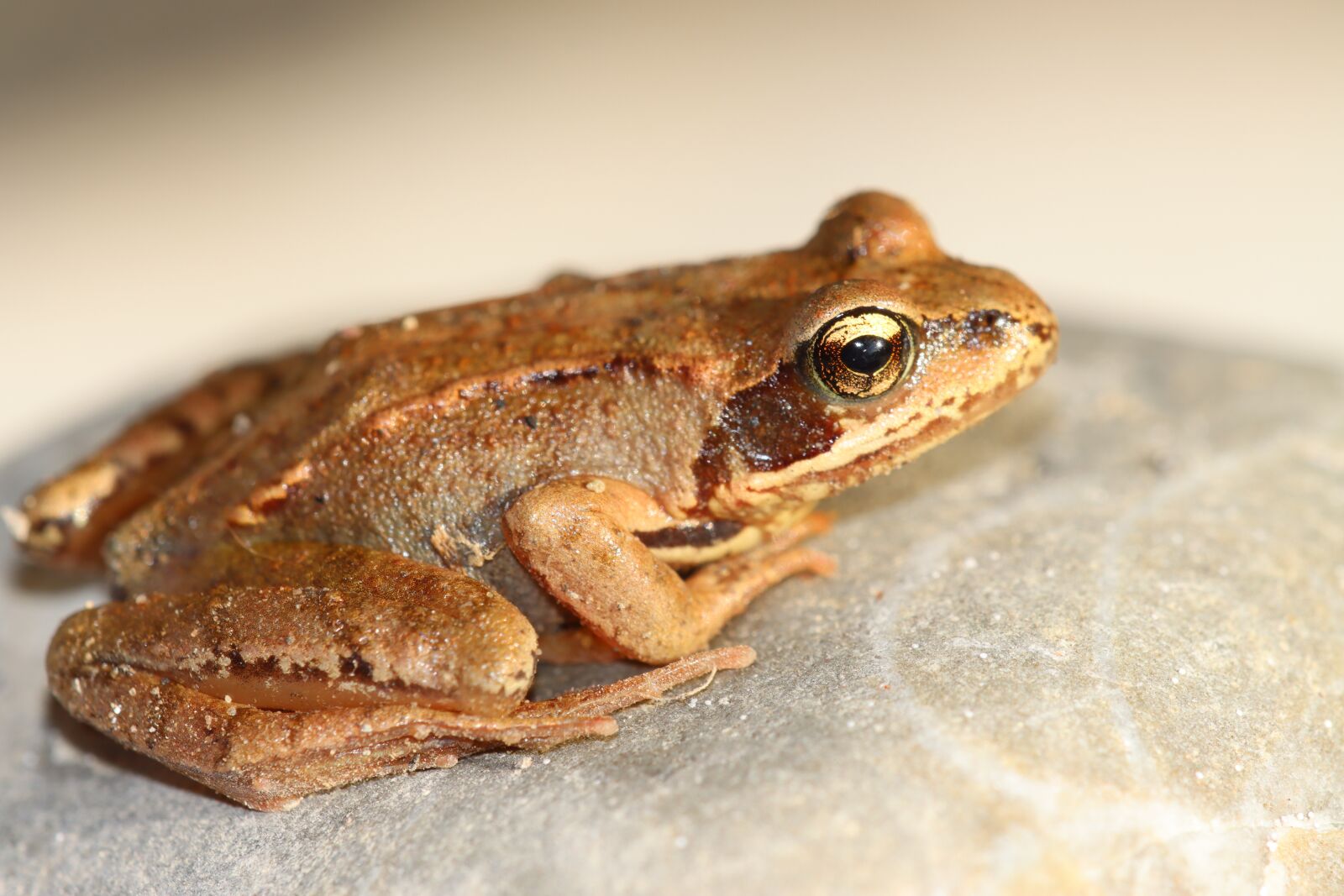 Canon EOS 90D sample photo. Common frog, reptile, frog photography