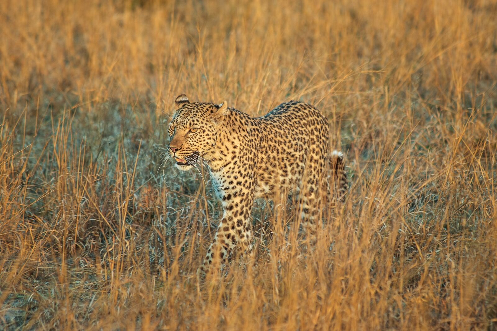 Canon EOS 40D + Canon EF 70-300mm F4-5.6 IS USM sample photo. Leopard, africa, botswana photography