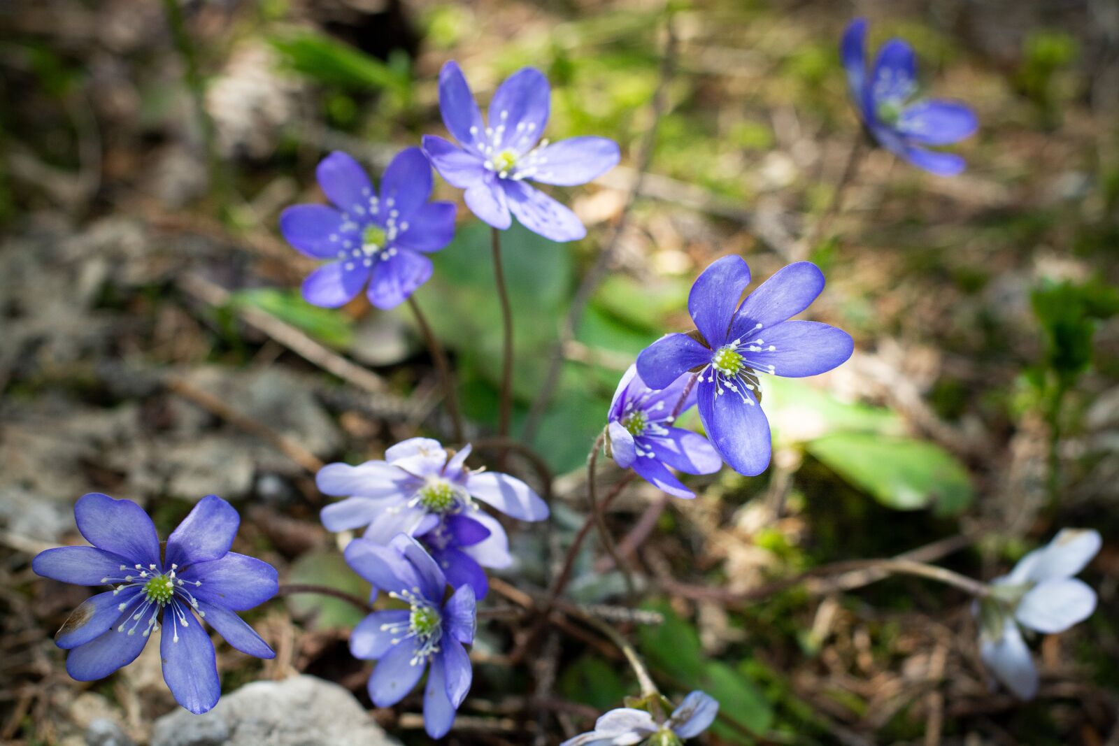 Nikon D7100 sample photo. Flowers, hepatica, nature photography