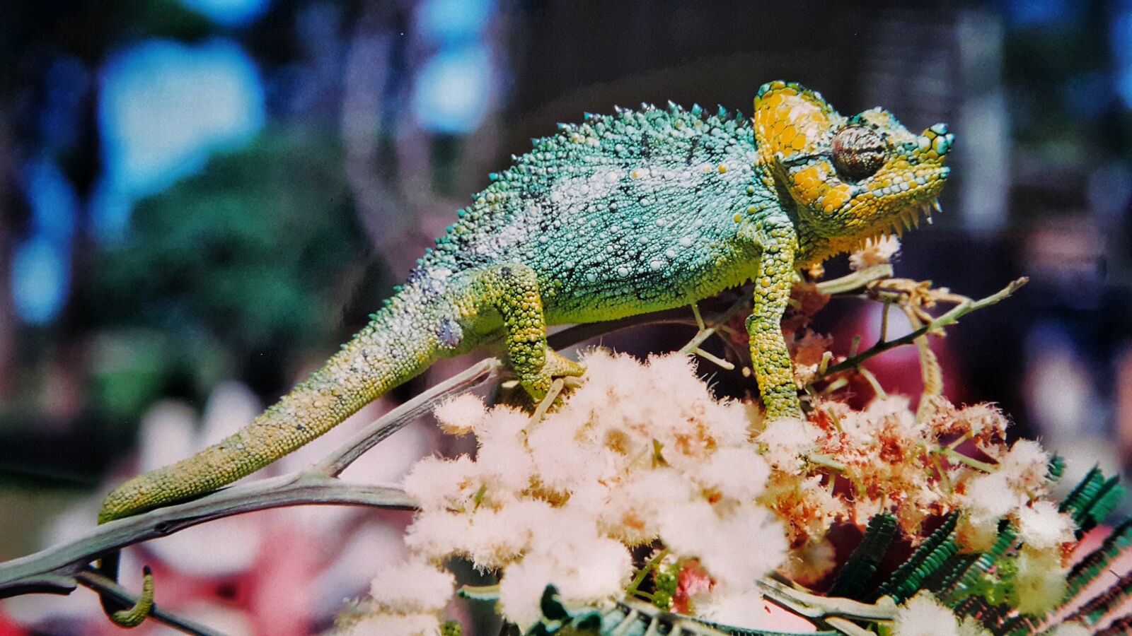 Samsung Galaxy Note4 sample photo. Chameleon, animal, colorful photography