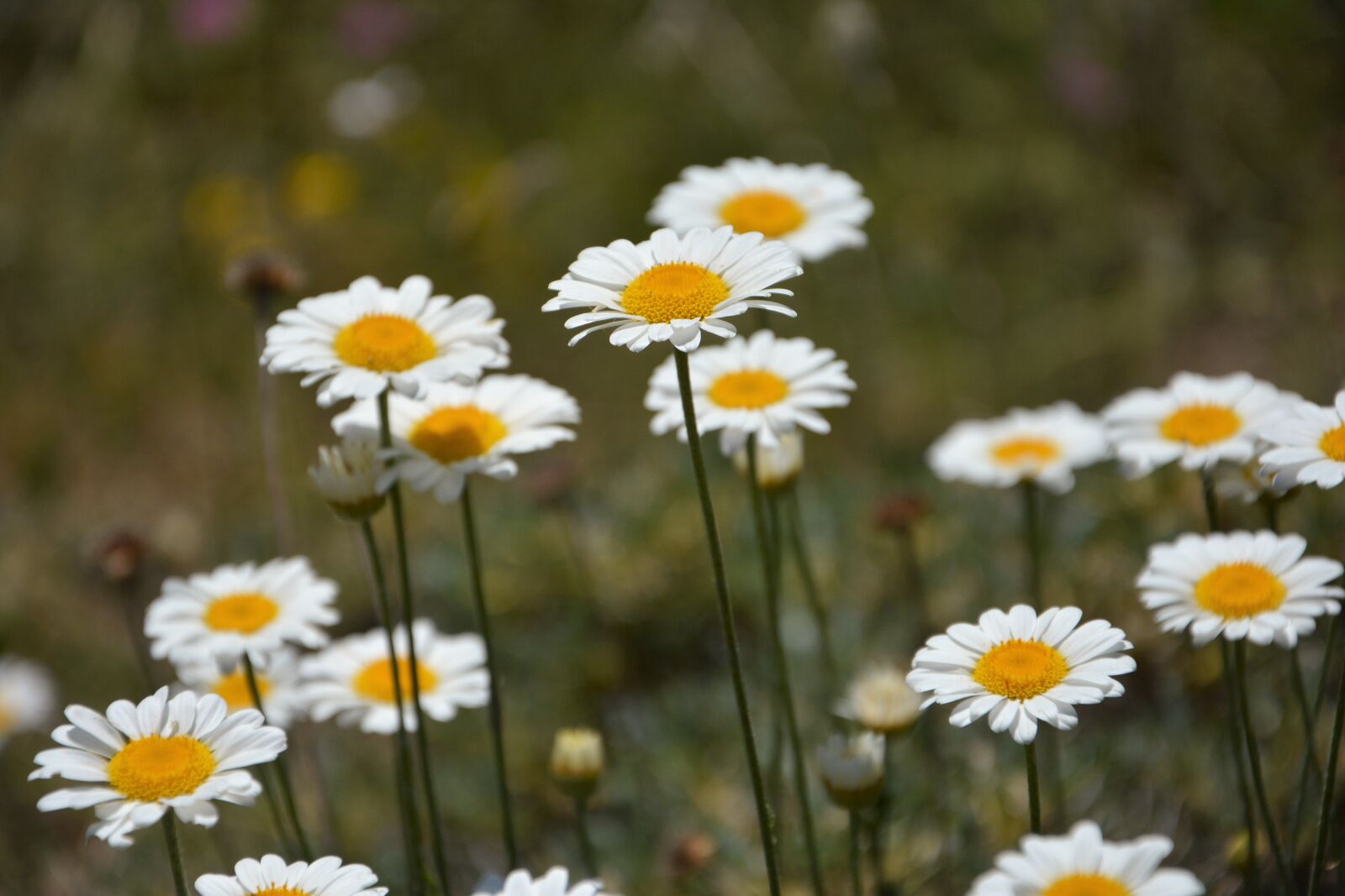 Nikon D7100 sample photo. Flower, nature, summer photography