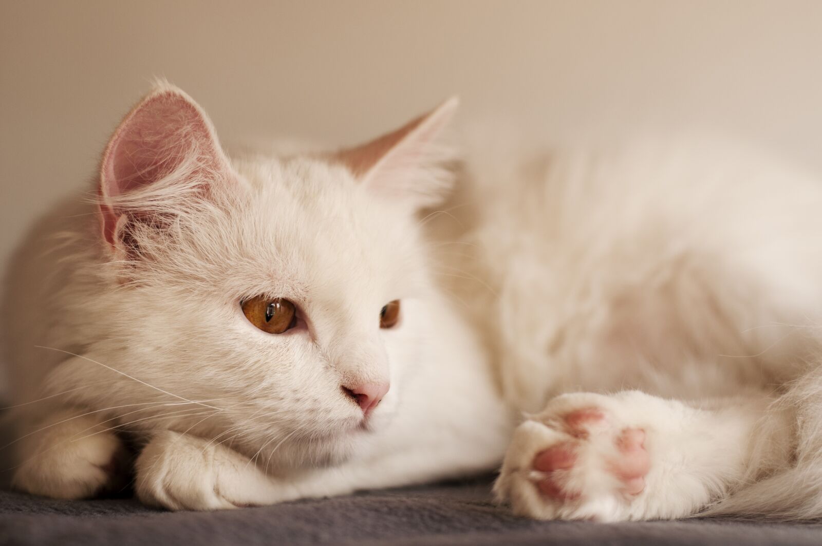 Nikon D5000 sample photo. Cute, cat, animal photography