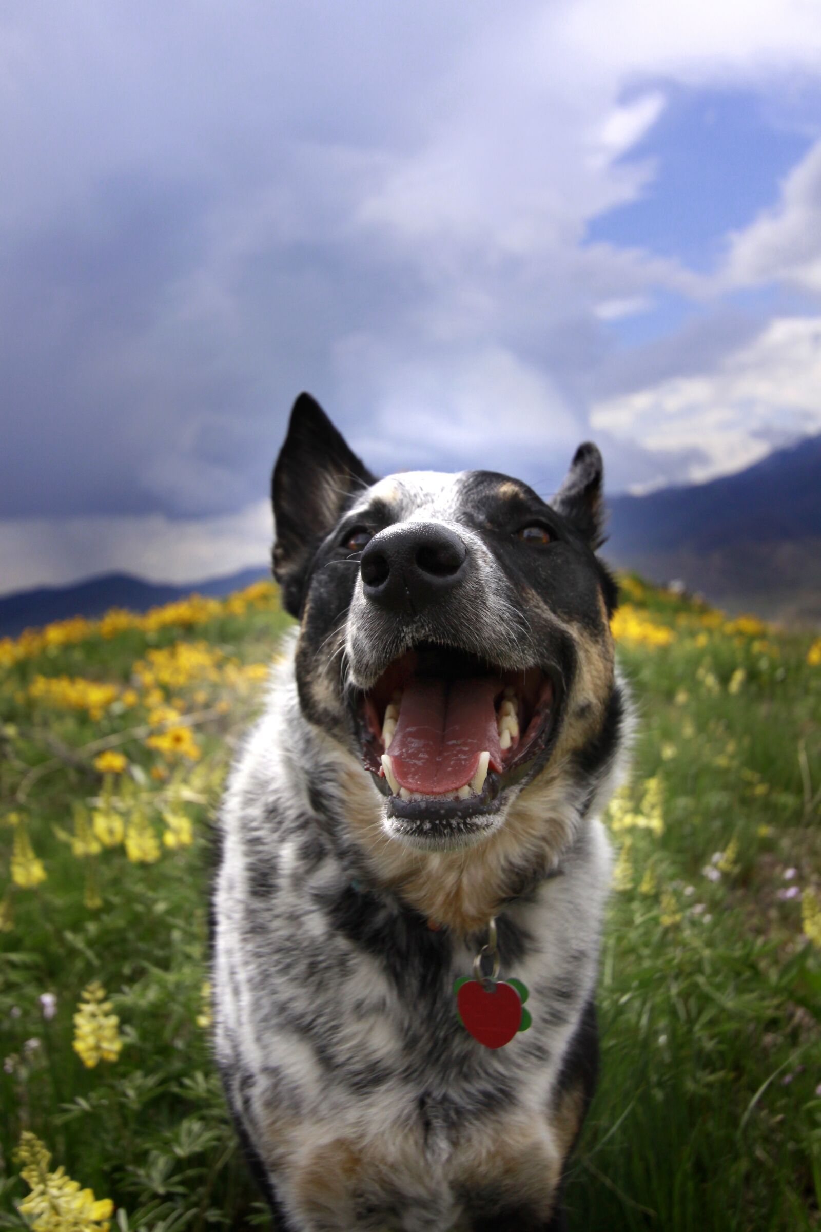 Canon EOS 50D sample photo. Dog, dogs, nature photography