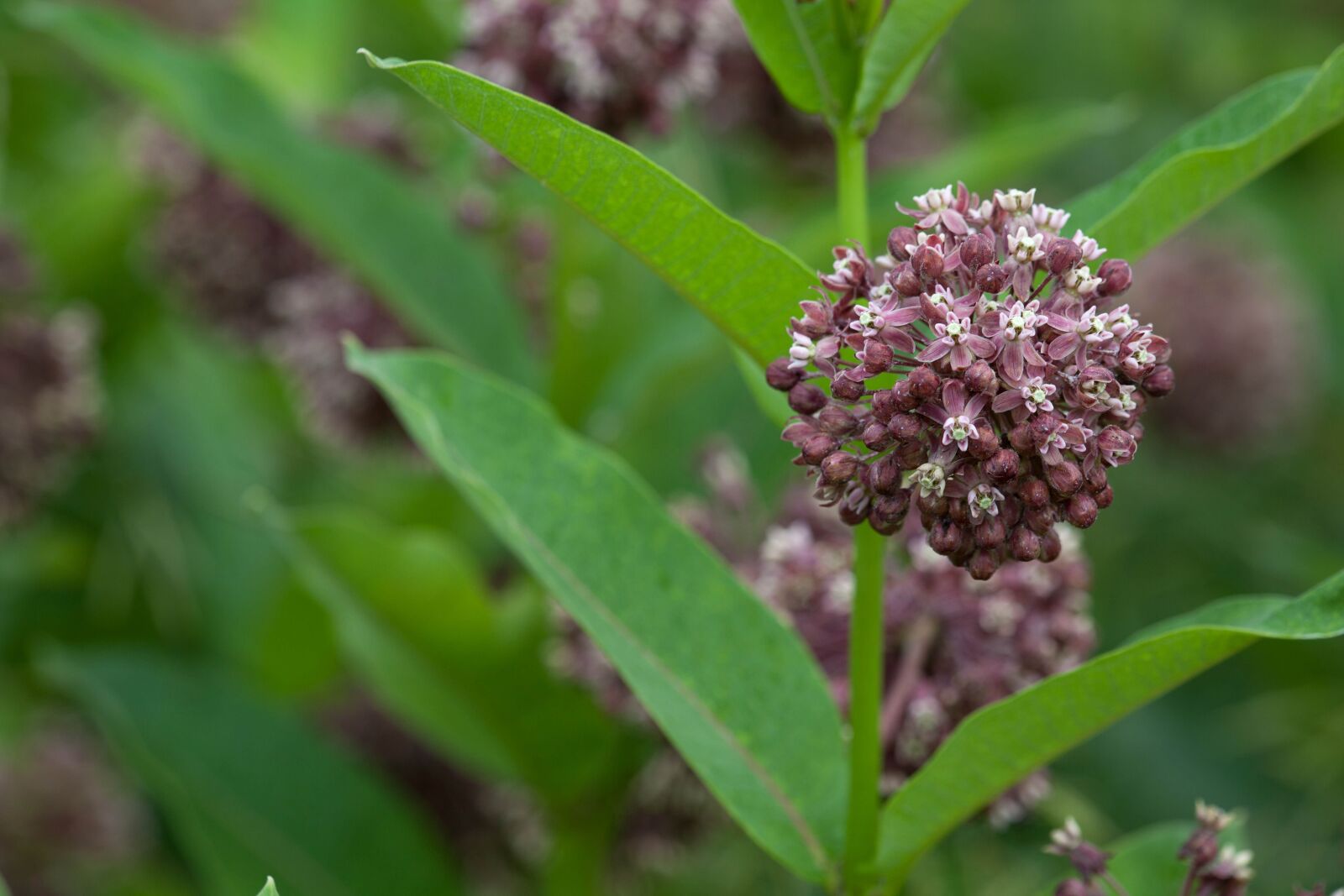 Canon EOS 5D Mark II sample photo. Plant, stalk, grass, flower photography