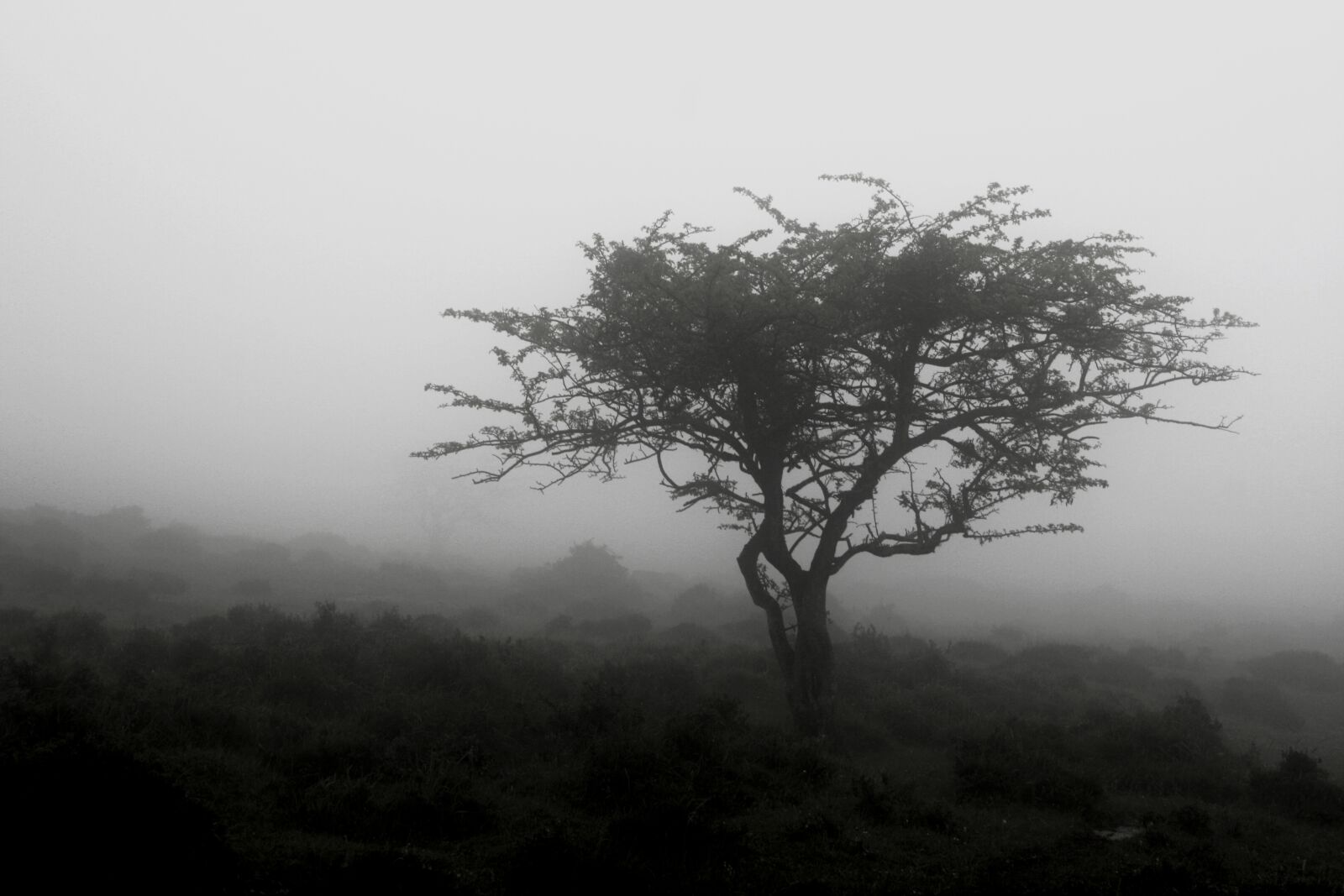 Canon EOS 400D (EOS Digital Rebel XTi / EOS Kiss Digital X) sample photo. Tree, b w, landscape photography