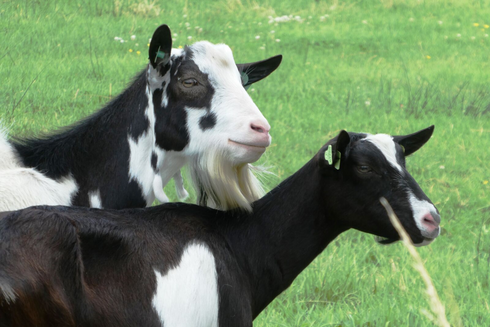 Panasonic Lumix DC-ZS70 (Lumix DC-TZ90) sample photo. Goats, pasture, mammals photography