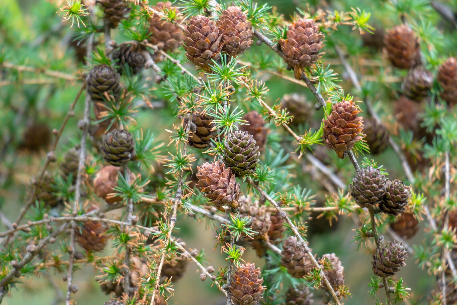 Canon PowerShot G3 X sample photo. Larch, conifer, tap photography