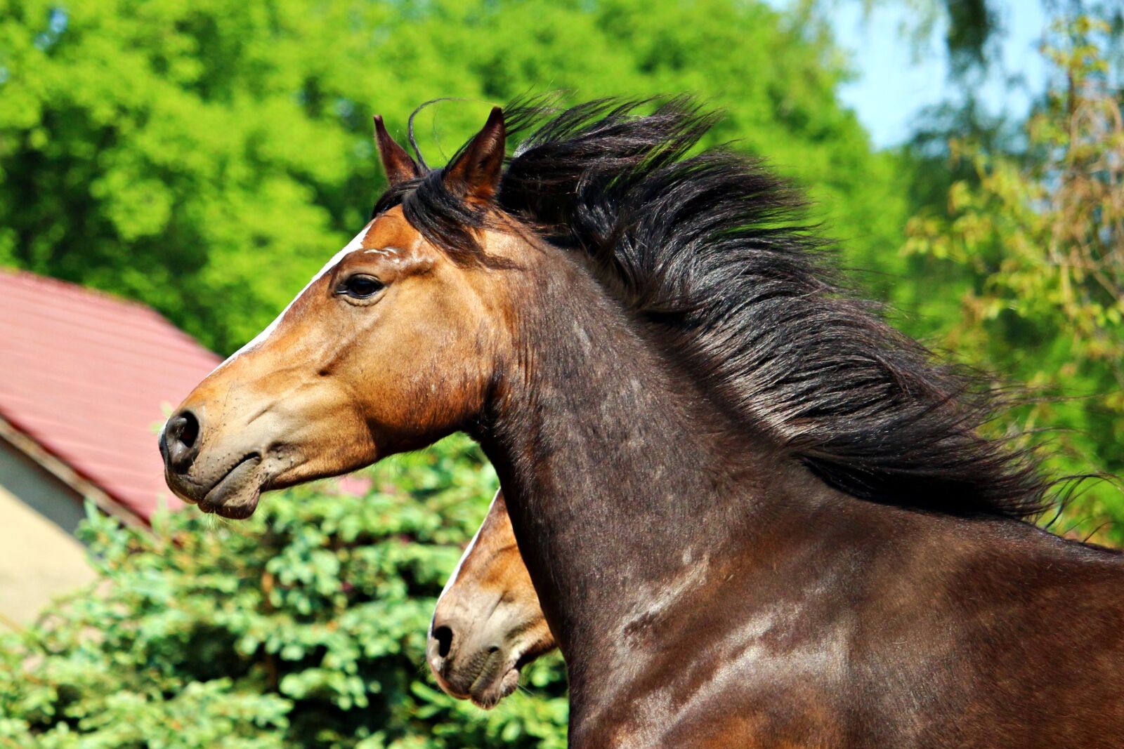 Canon EOS 100D (EOS Rebel SL1 / EOS Kiss X7) sample photo. Horse, pony, horse head photography