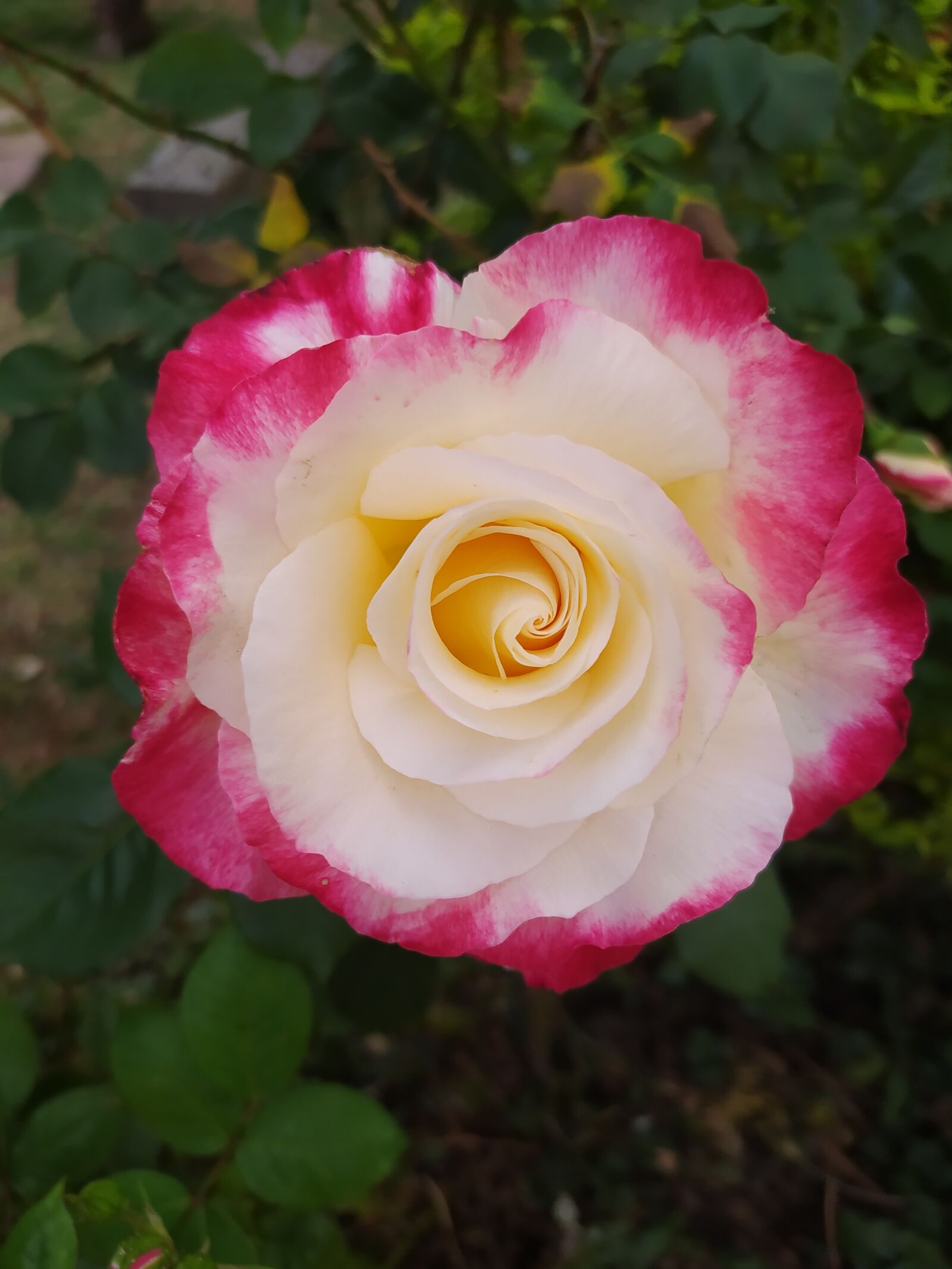 Xiaomi Redmi Note 8 sample photo. Rose, flower, garden photography