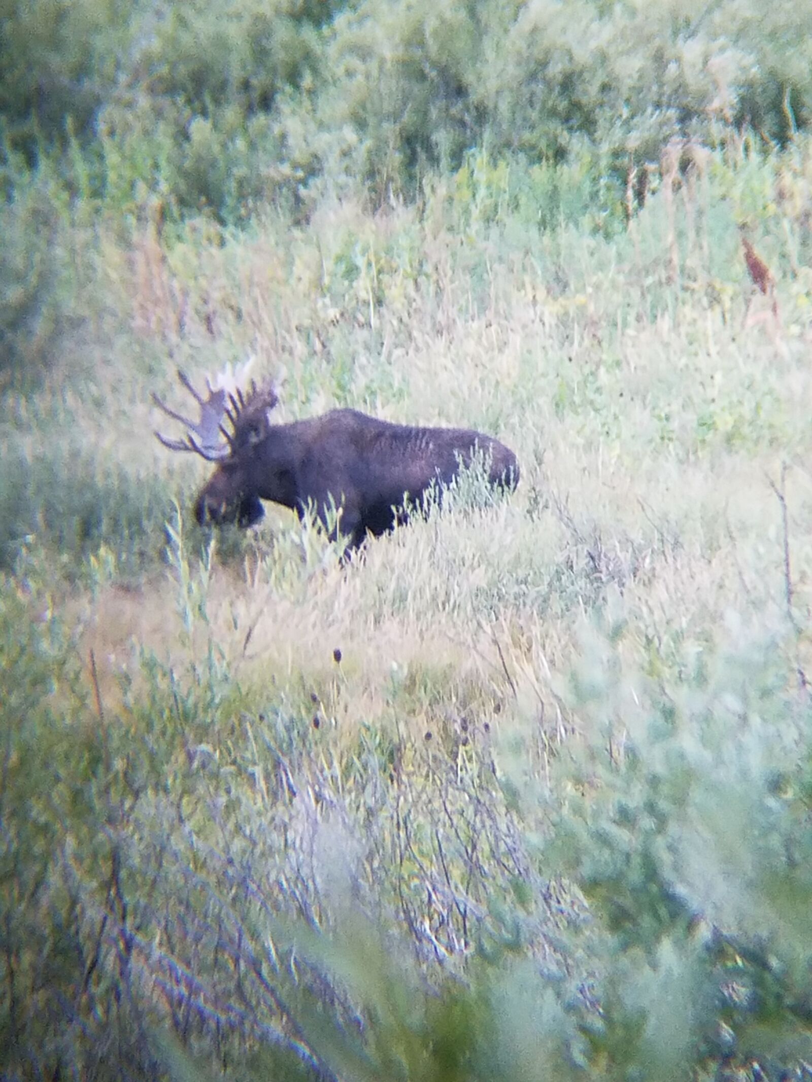 Samsung SM-G930T sample photo. Moose, grass, meese photography