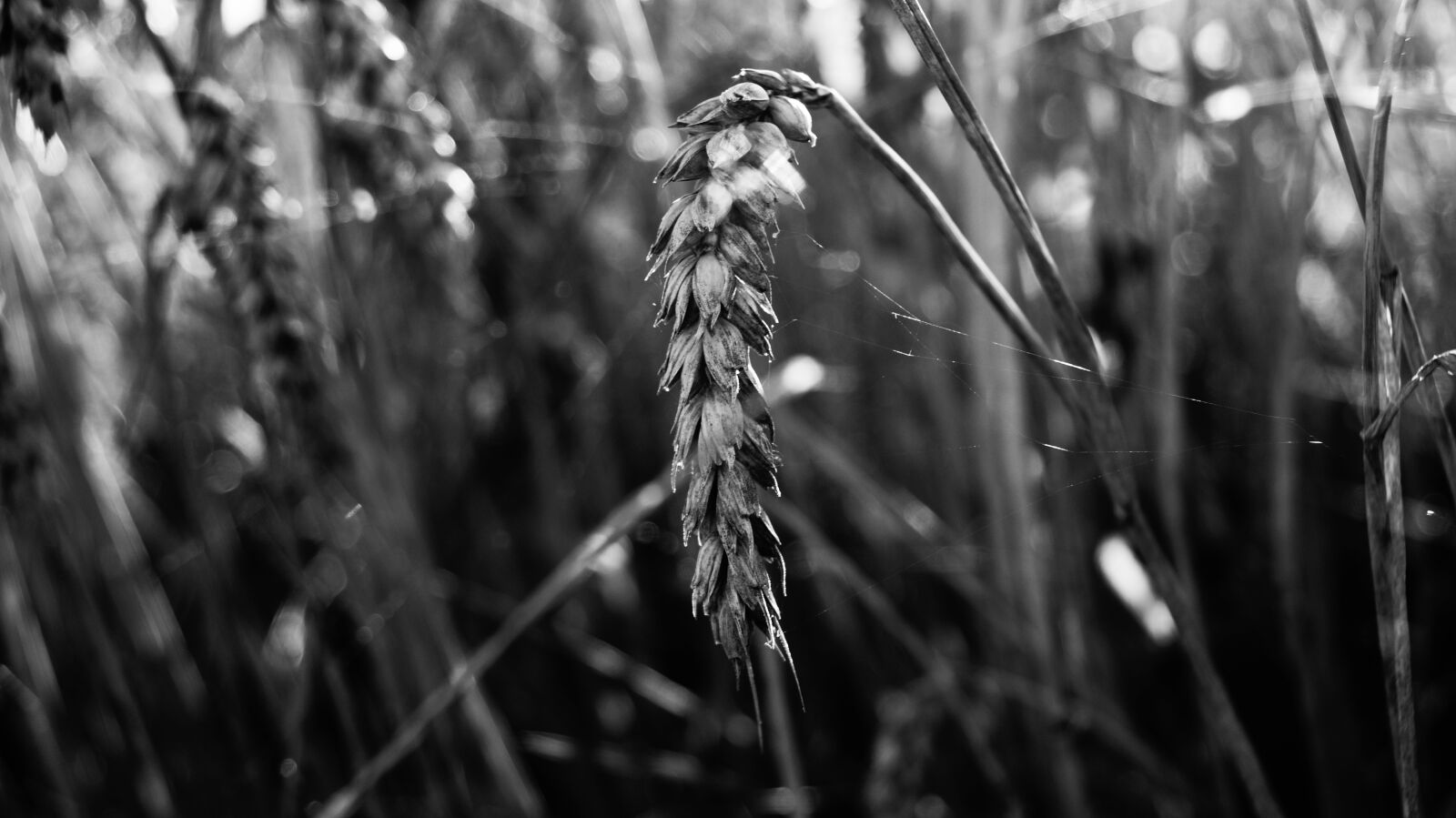 Sony DT 18-55mm F3.5-5.6 SAM II sample photo. Black, and, white, wheat photography