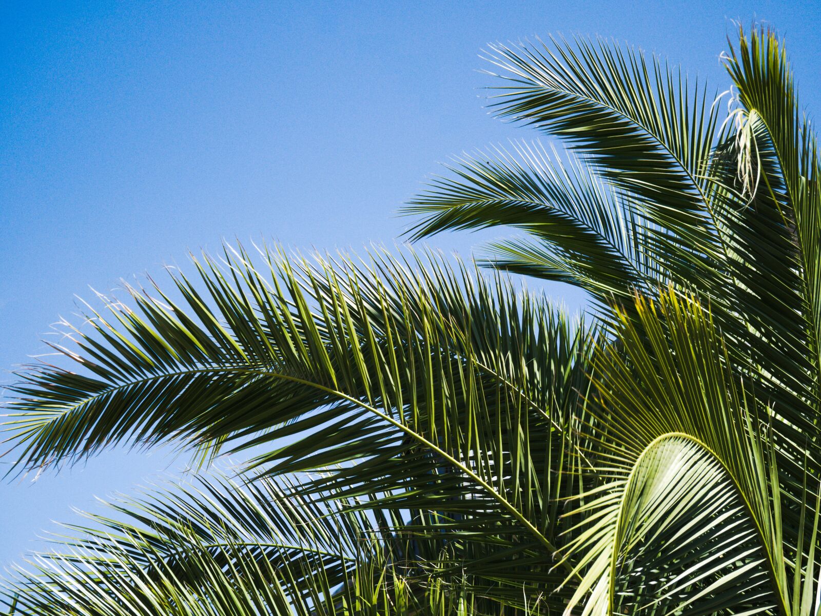 Panasonic DMC-G81 sample photo. Palm, nature, sky photography