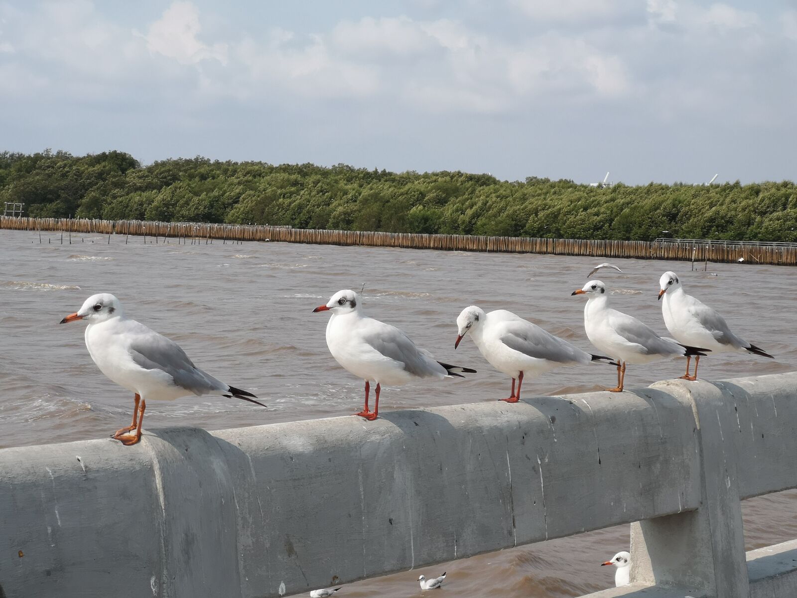HUAWEI CLT-L29 sample photo. Seagull, sea, animal photography
