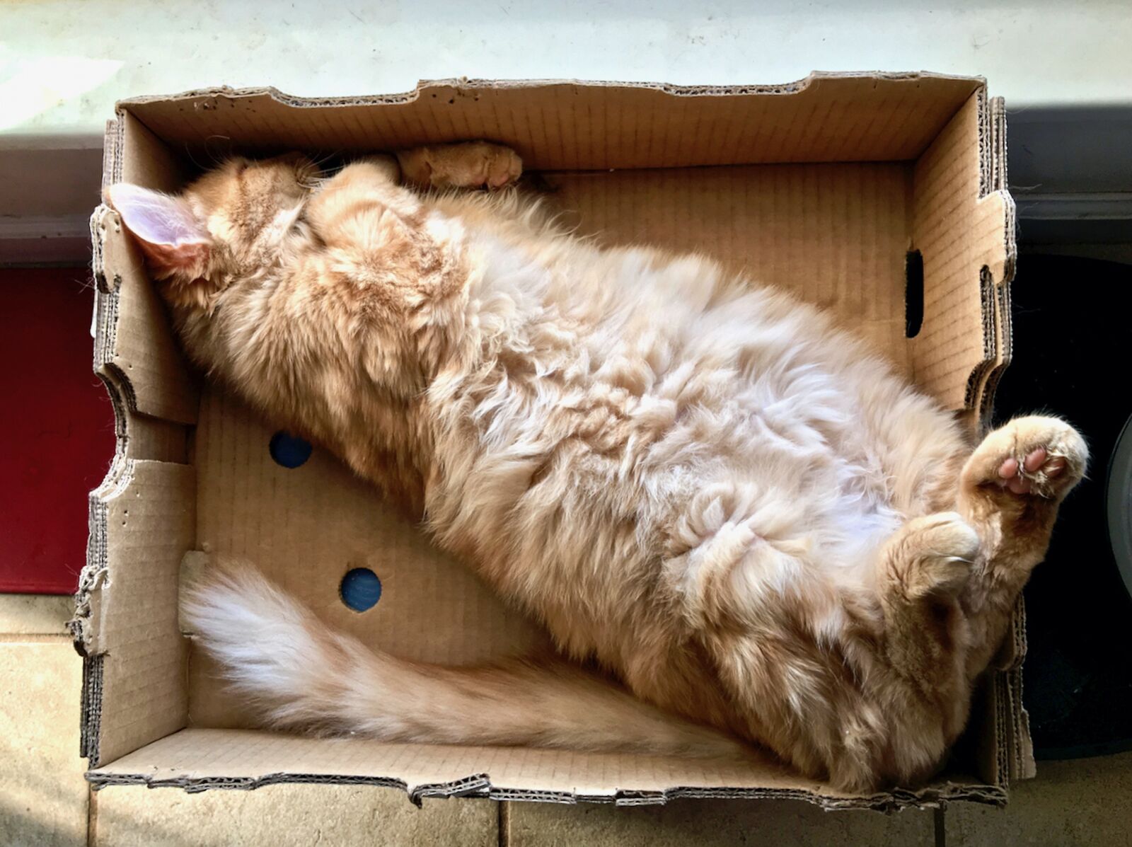 Apple iPhone 6s sample photo. Cat, orange, cute photography