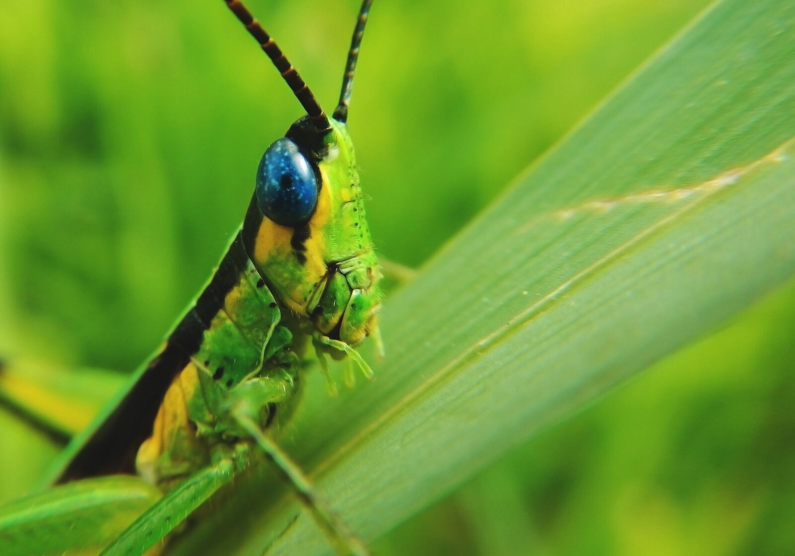 Nikon Coolpix AW110 sample photo. Grasshopper, insects, garden photography