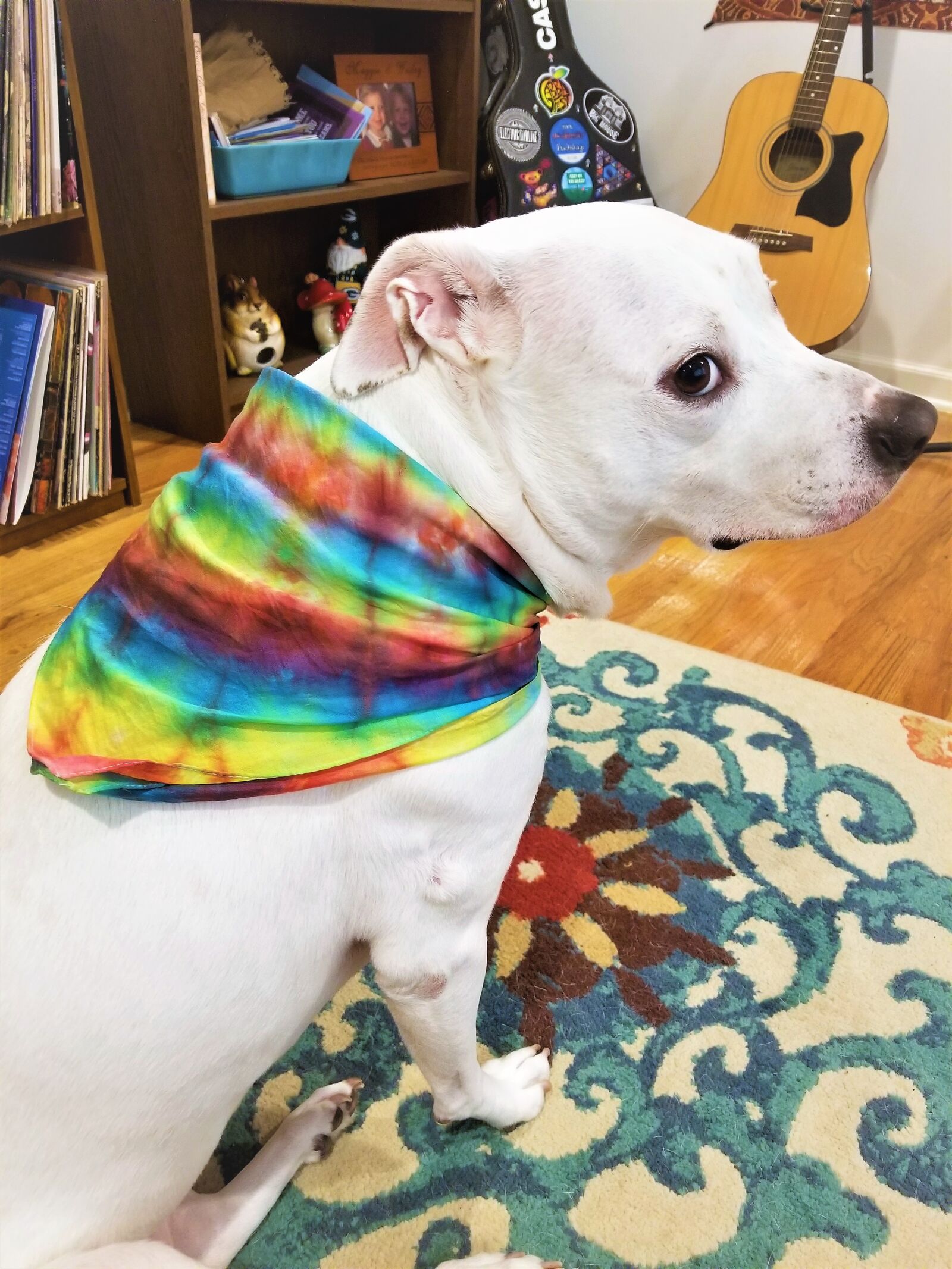 Samsung Galaxy S8 sample photo. Dog, tie-dye, bandana photography