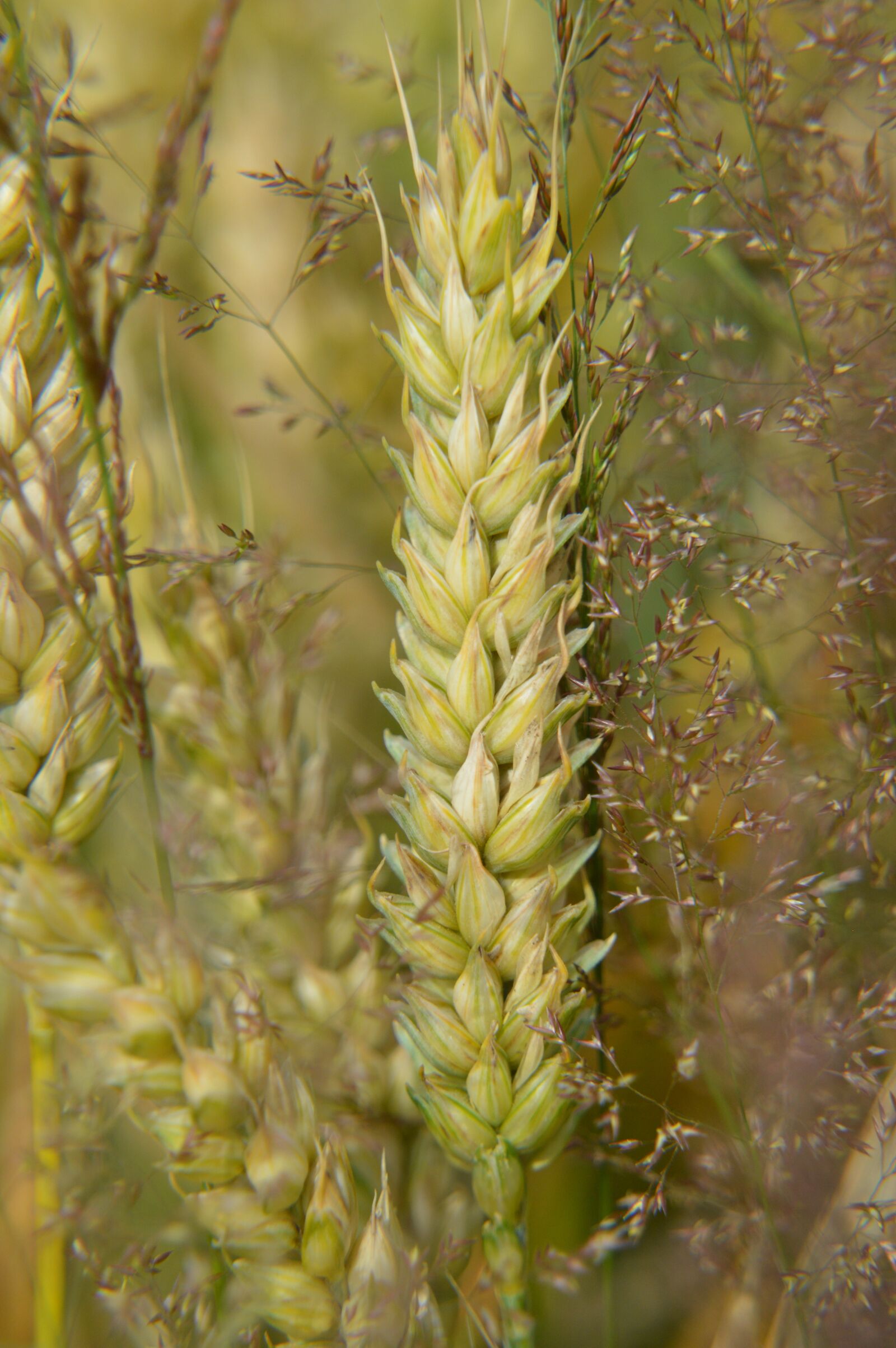 Nikon D3200 sample photo. Harvest, wheat, cereals photography