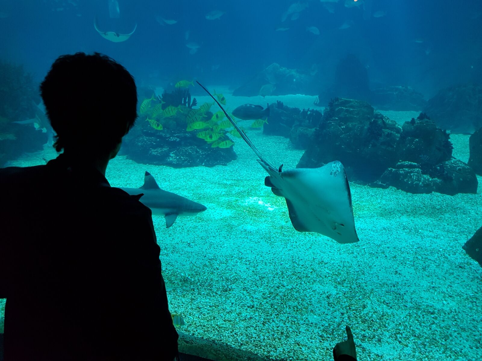 Samsung Galaxy S7 Edge sample photo. Nature, fish, aquarium photography