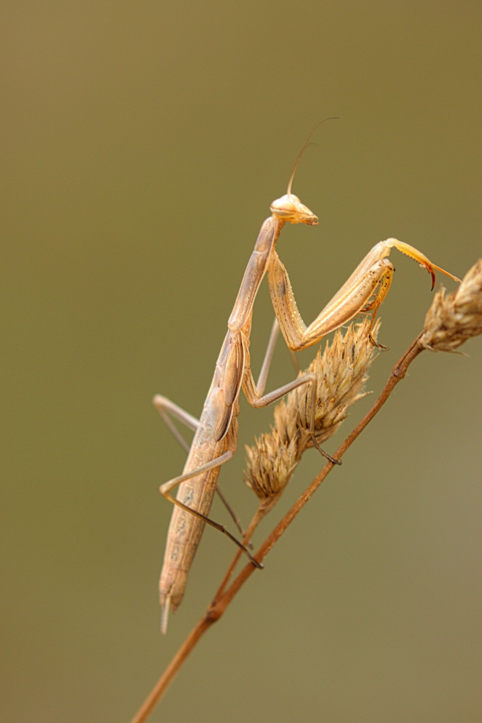 Canon EF 100-400mm F4.5-5.6L IS II USM sample photo. Mantis, mimetic, insect photography