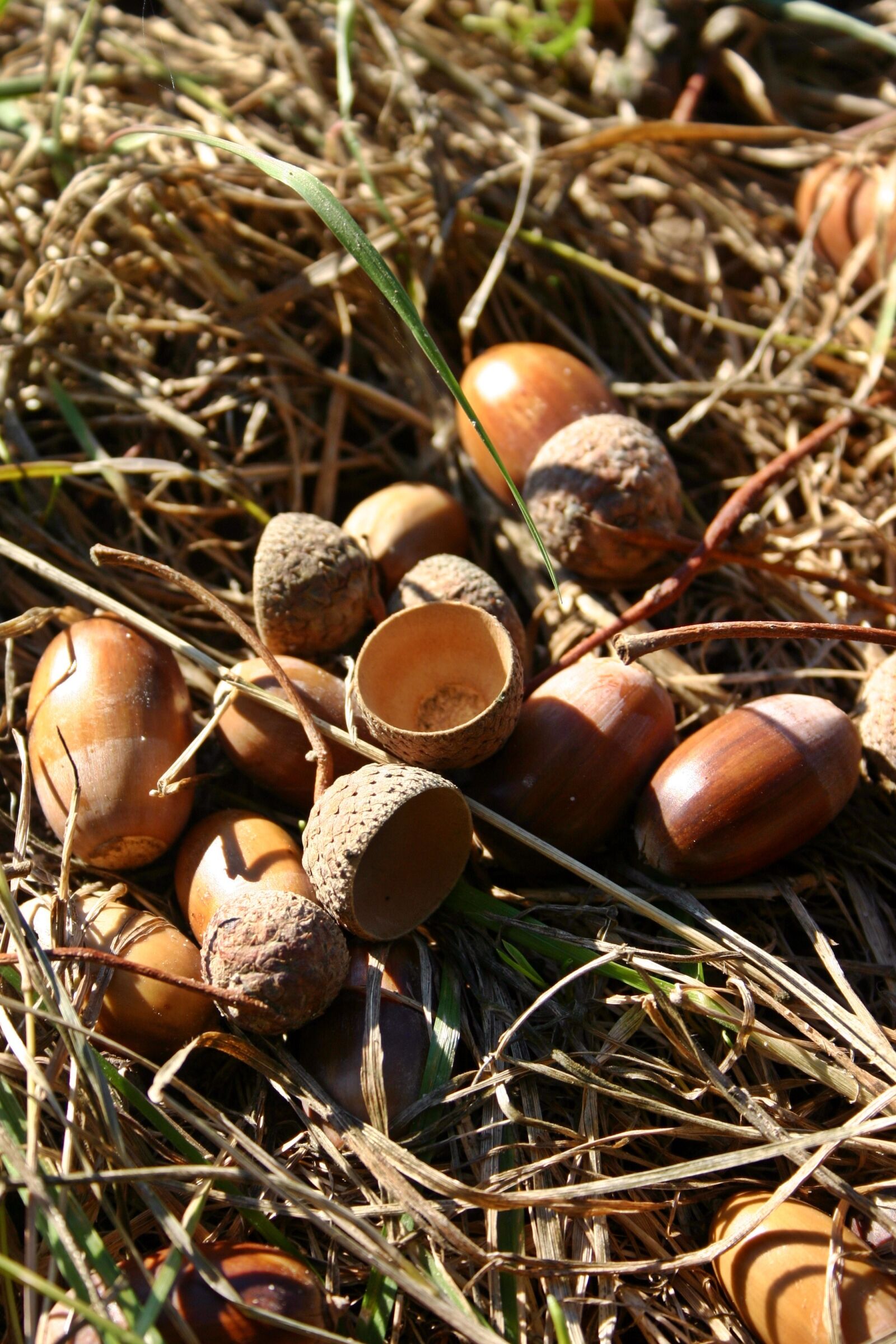 Canon EOS 300D (EOS Digital Rebel / EOS Kiss Digital) sample photo. Acorns, fruit, oak photography