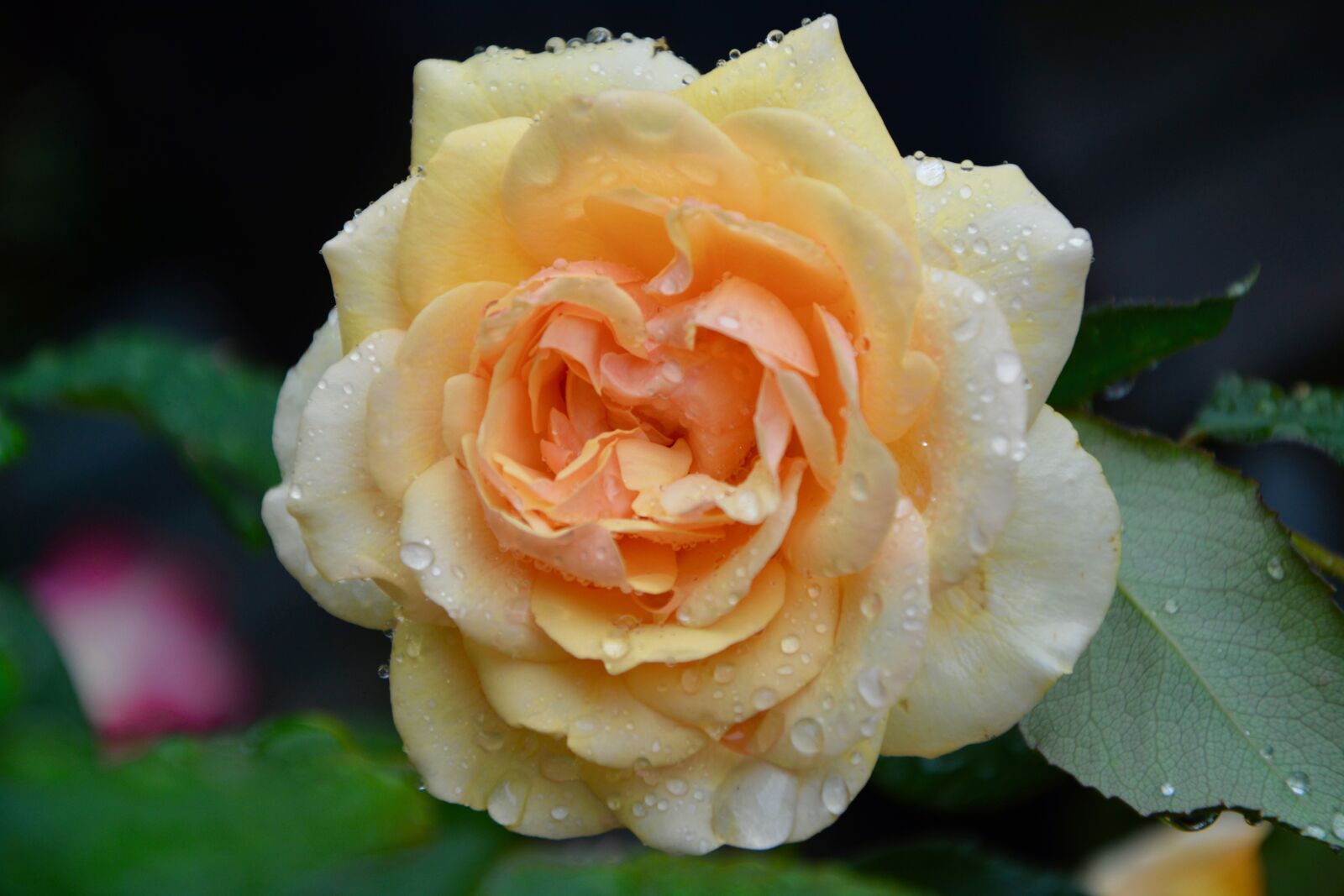 Nikon D5200 sample photo. Flower, rosebush, roses photography