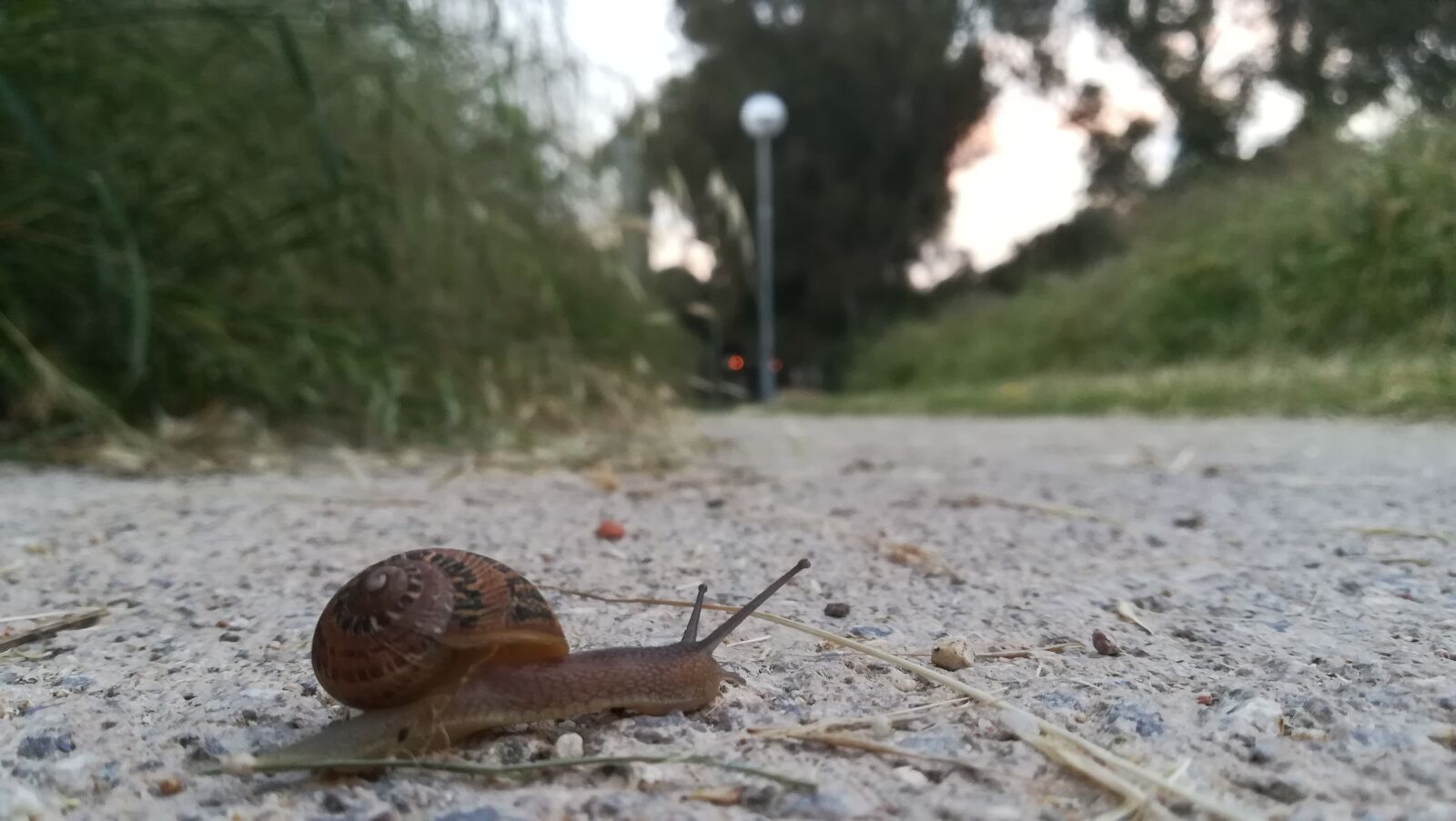 HUAWEI P10 lite sample photo. Snail, crossing, scroll photography