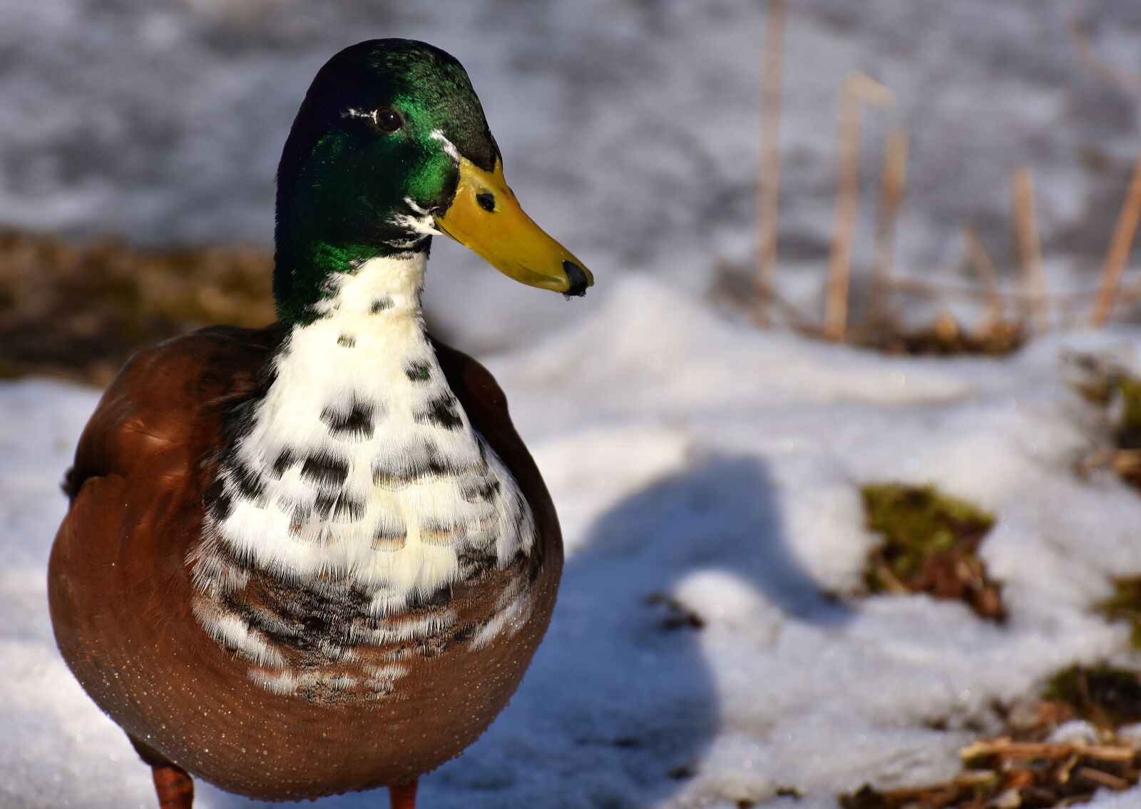 Nikon D7200 sample photo. Mallard, males, snow photography