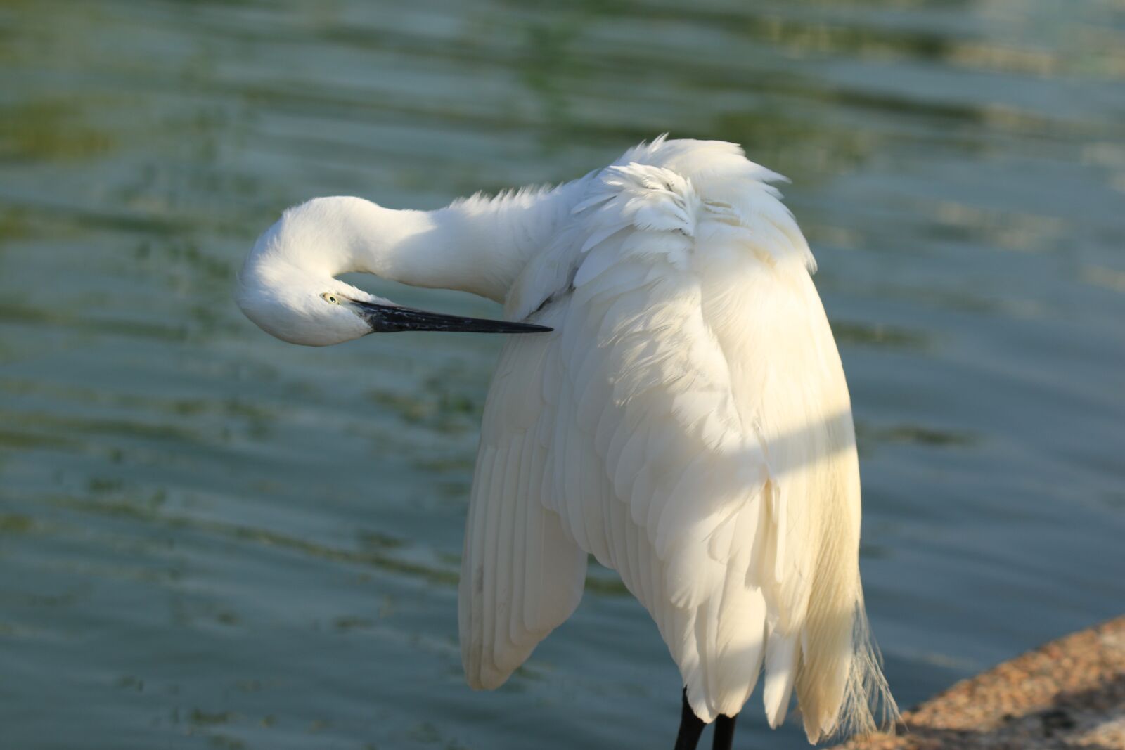 Canon EOS 7D Mark II sample photo. Bird, little egret, water photography