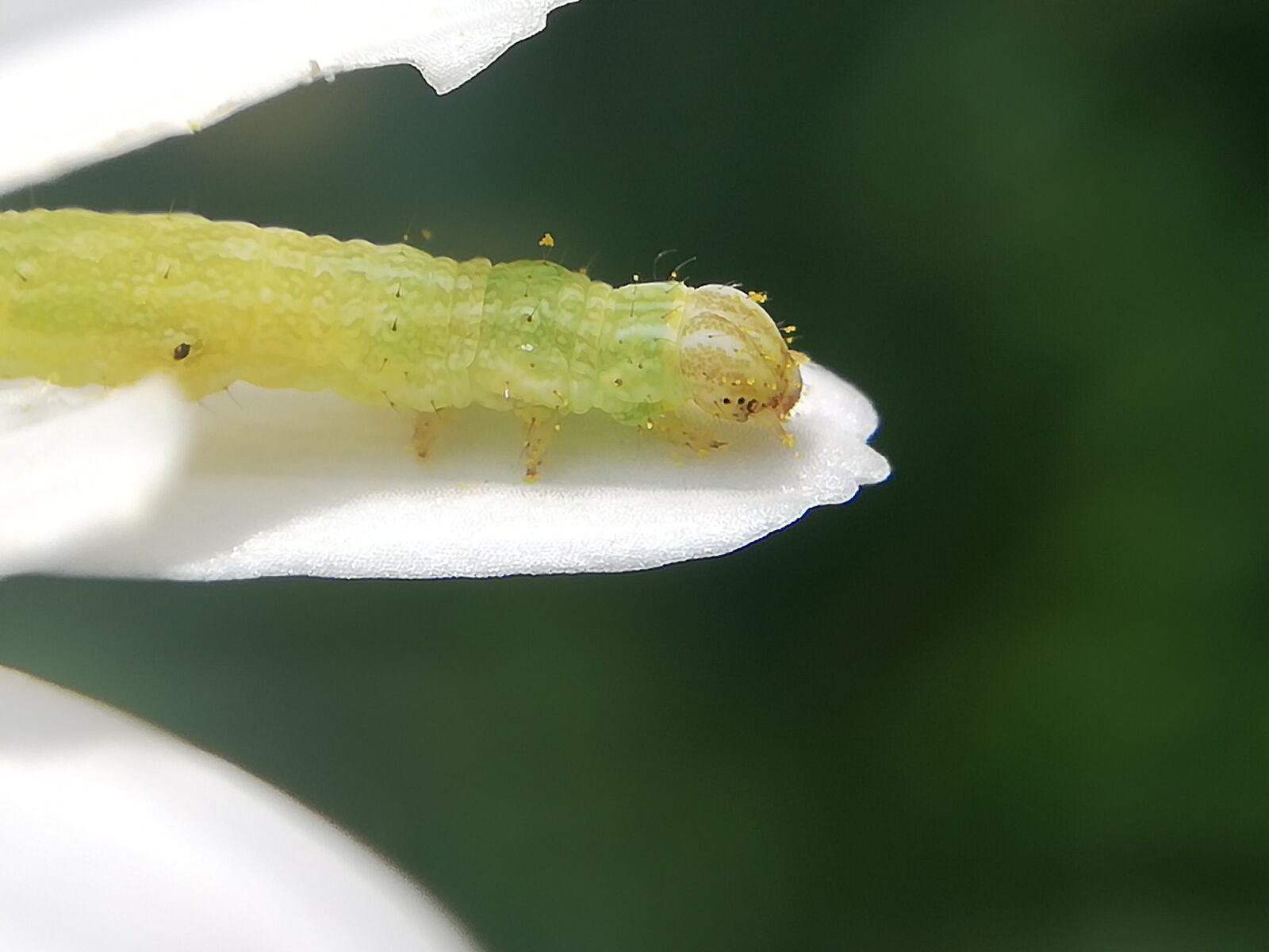 HUAWEI P20 lite sample photo. Insect, caterpillar, macro photography