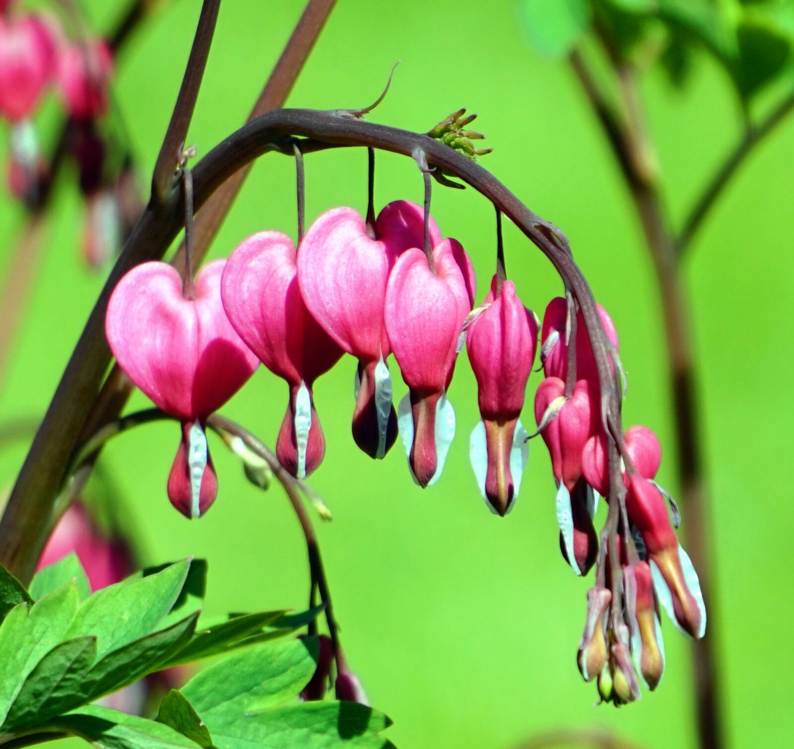 Sony Alpha a5000 (ILCE 5000) + Sony E 55-210mm F4.5-6.3 OSS sample photo. Nature, flower, plant photography