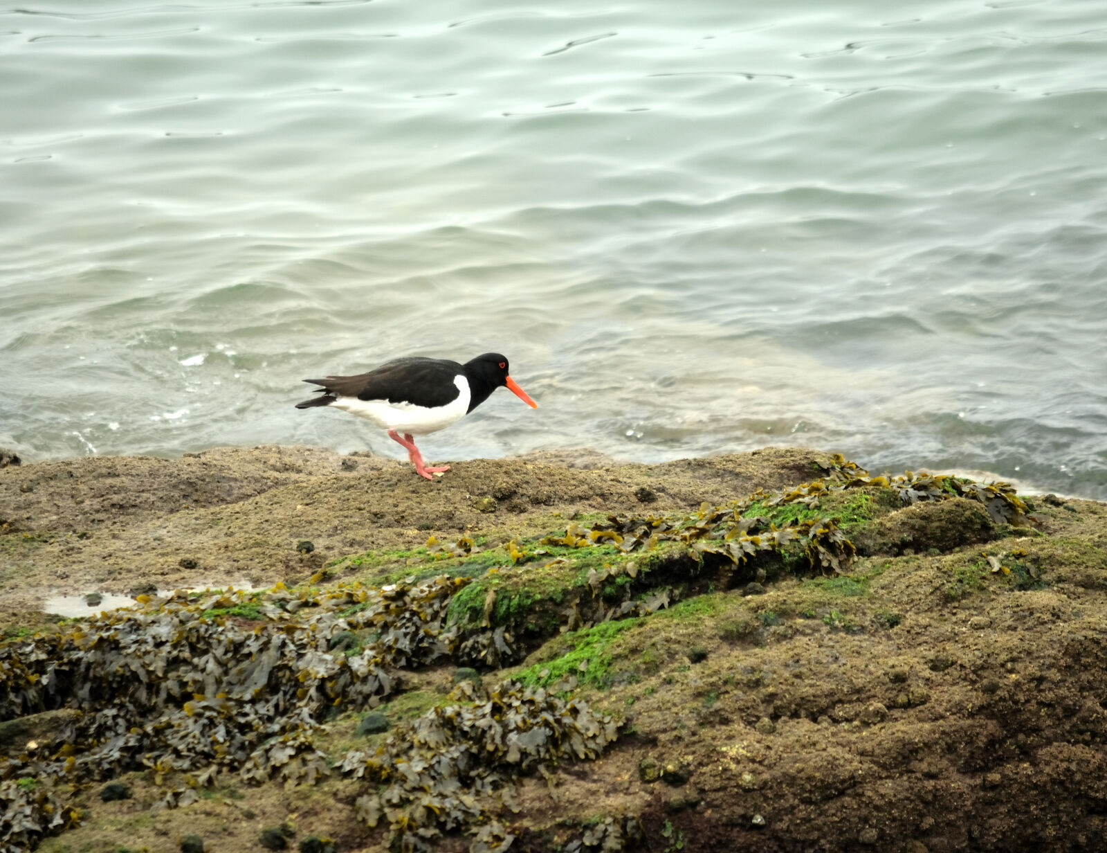 Nikon D5100 sample photo. Bec, faune, huitrier, oiseau photography