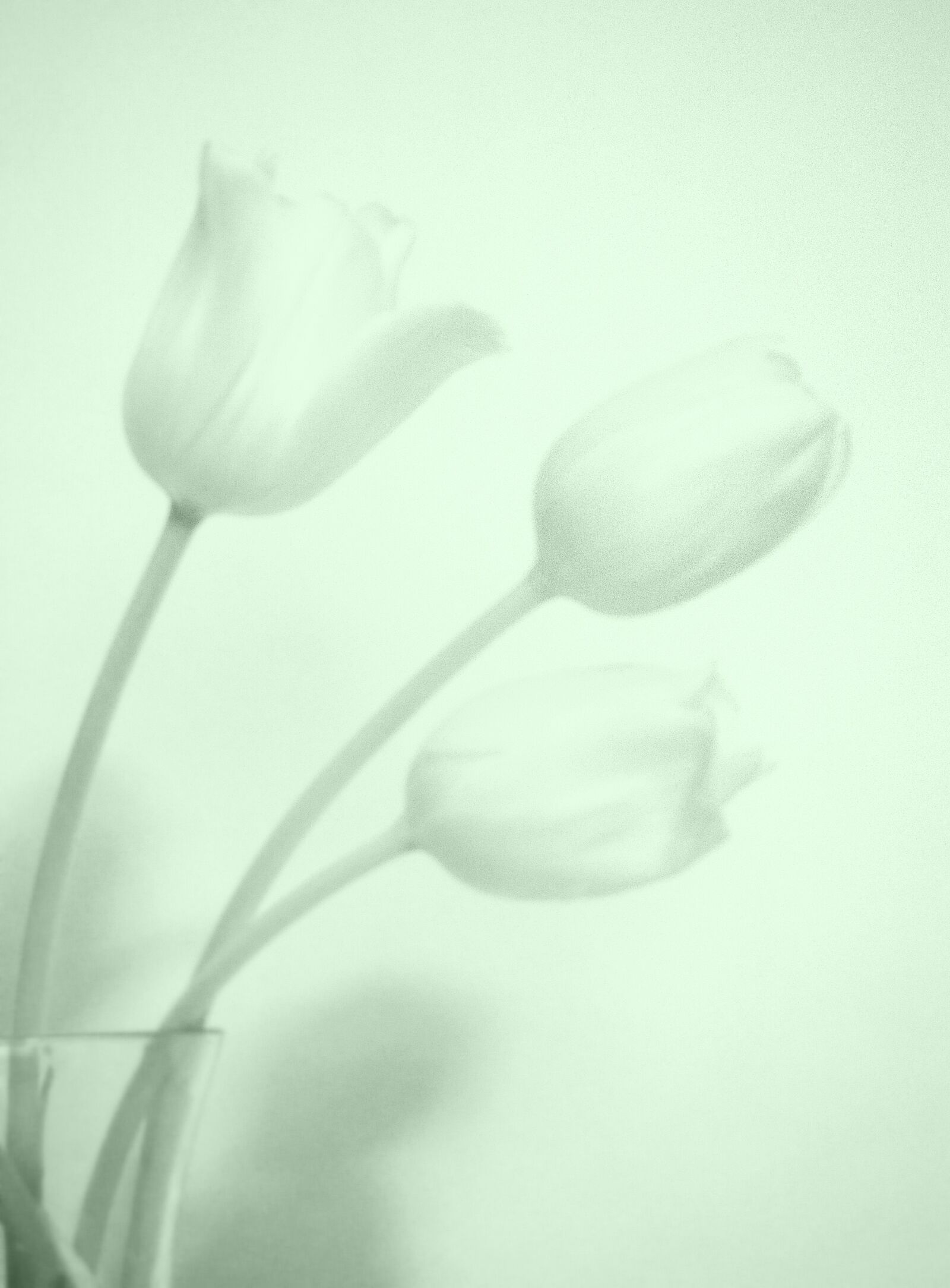 Nikon D3300 sample photo. Flower, tulip, white photography
