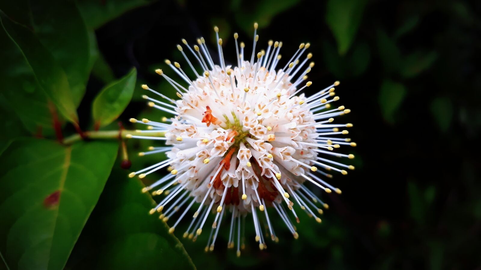 Samsung Galaxy J5 sample photo. Flower, blossom, bloom photography