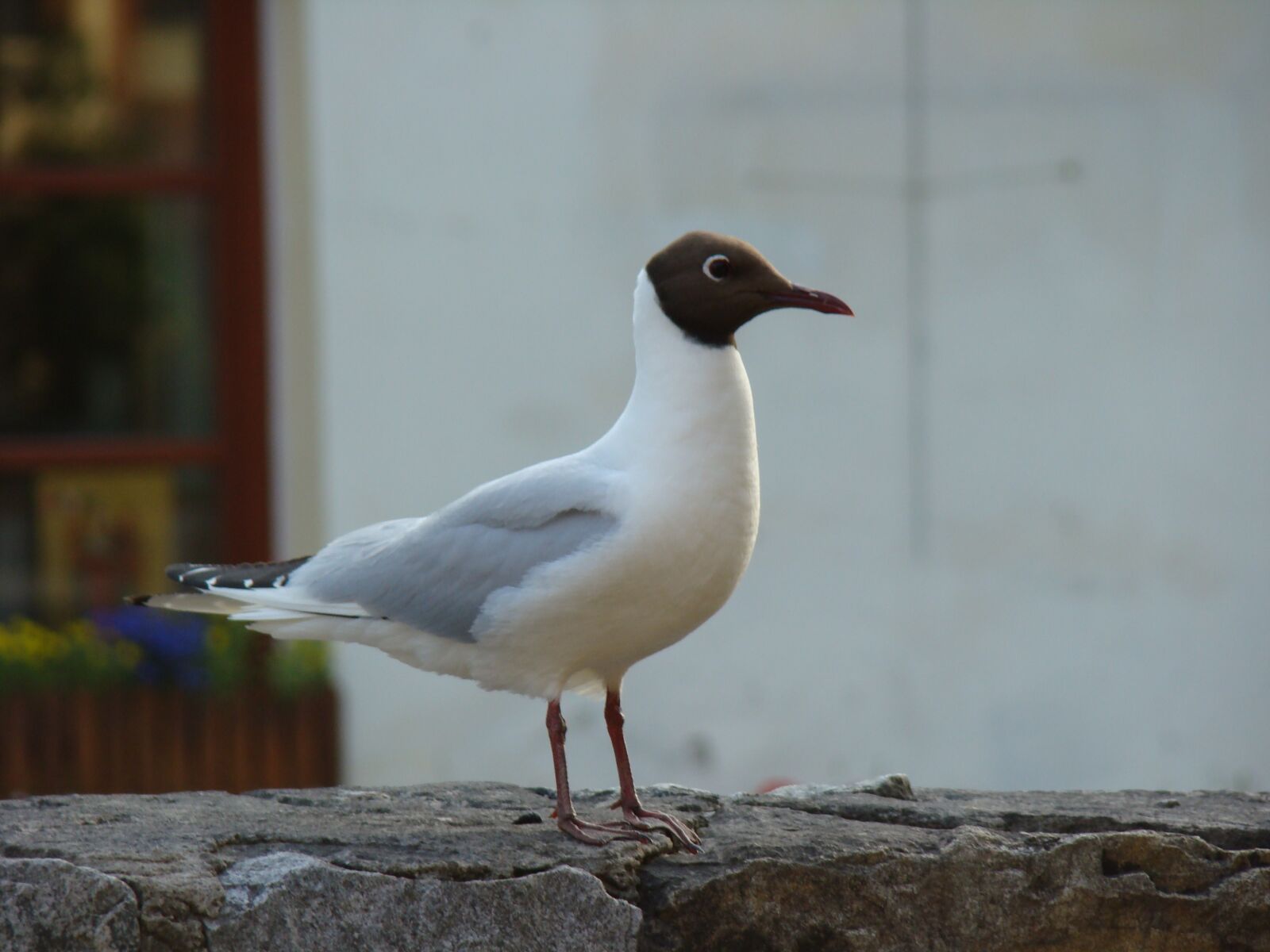 Sony DSC-H9 sample photo. Bird, nature, animals photography