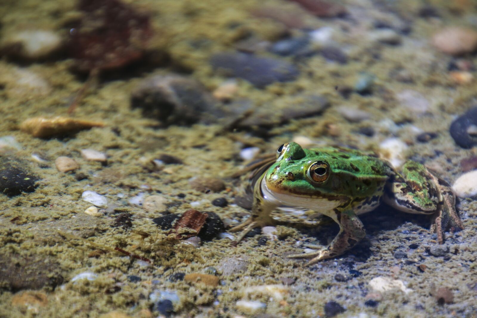 Canon EOS 70D sample photo. Frog, animal, toads photography