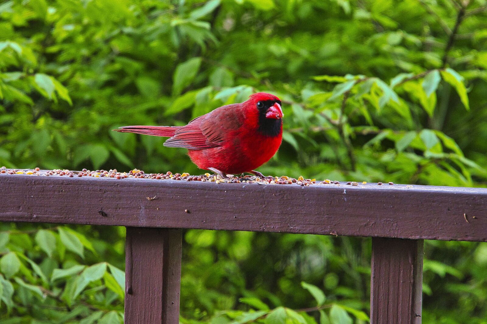 Nikon D850 sample photo. Cardinal, bird, wildlife photography