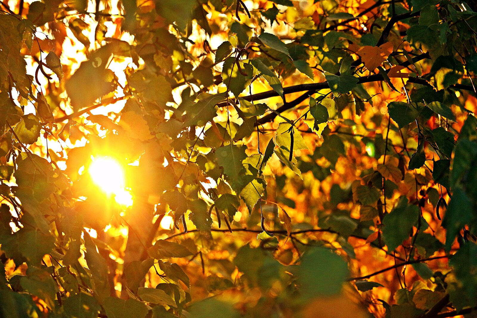 Canon EOS 100D (EOS Rebel SL1 / EOS Kiss X7) sample photo. Sun, fall foliage, autumn photography