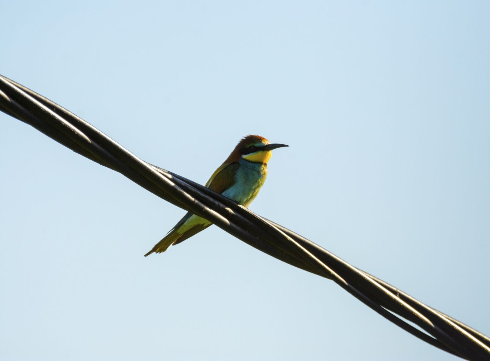 Nikon D7200 sample photo. Bird, nature, bee-eater photography