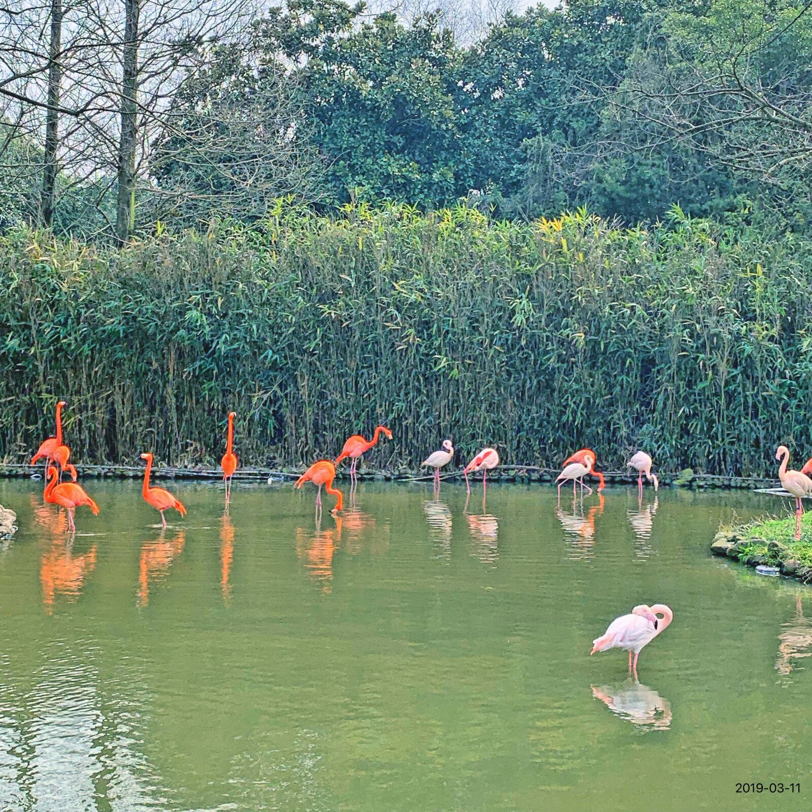 Apple iPhone XR sample photo. Shanghai, safari, flamingo photography